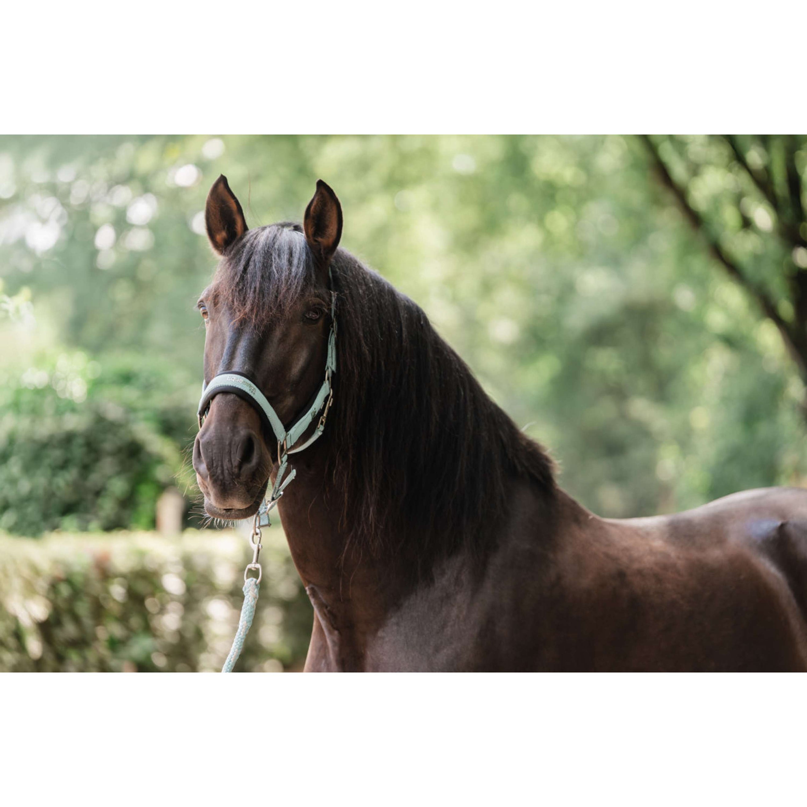 EQPRO Halsterset Precious Blue Reef