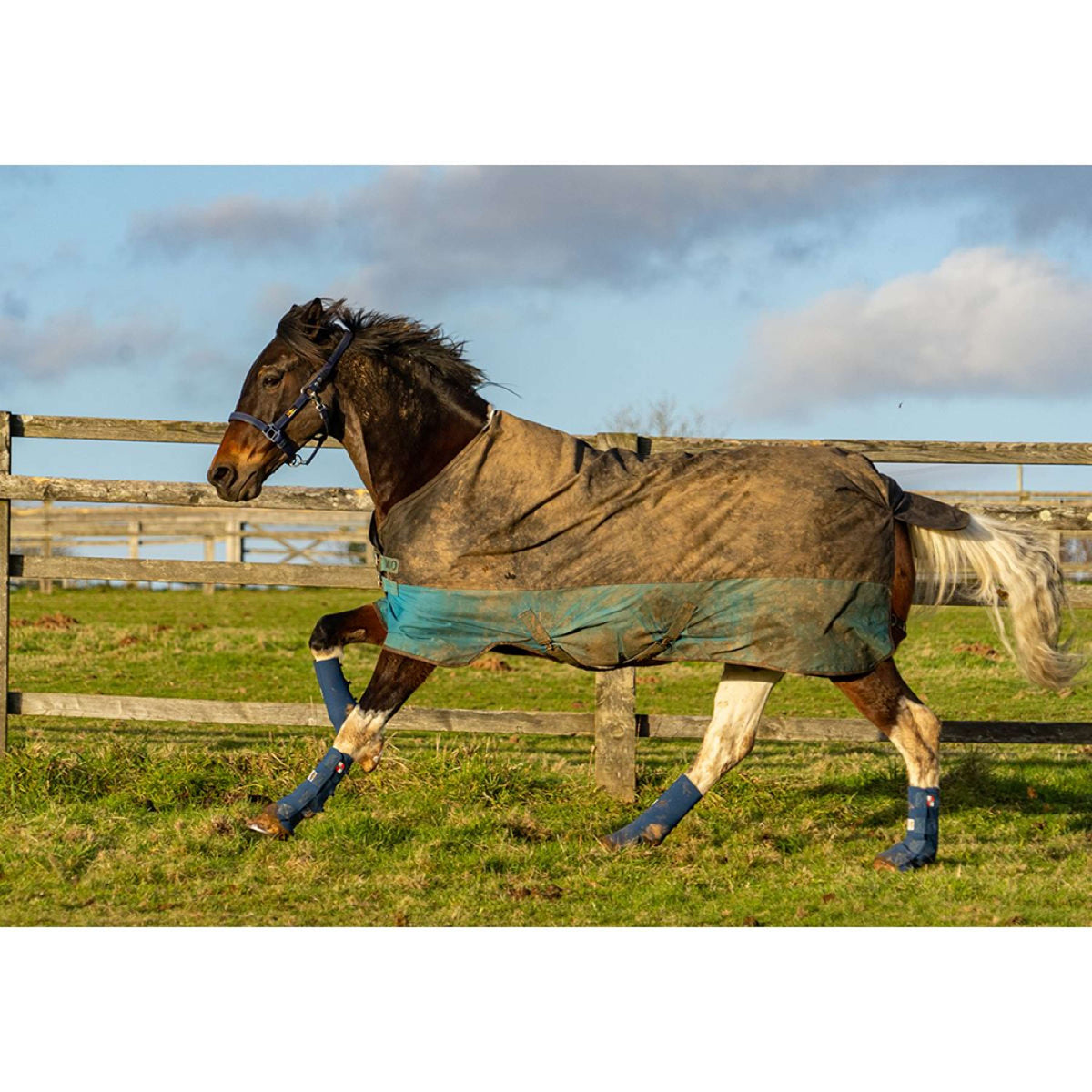 Equilibrium Beenbeschermers Equi-Chaps Hardy Navy