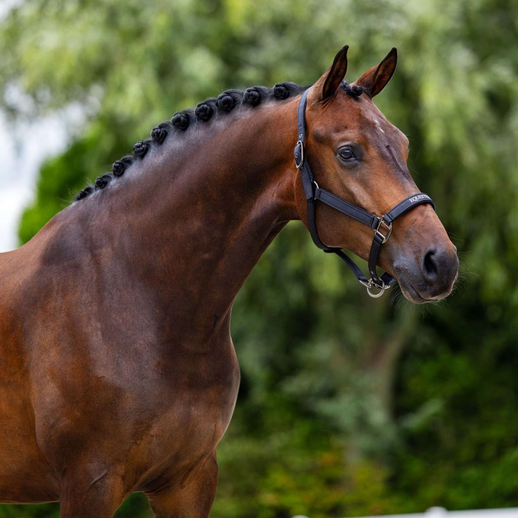 Equestrian Stockholm Halster Line Zwart