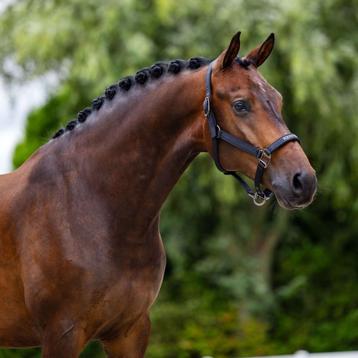 Equestrian Stockholm Halster Line Zwart