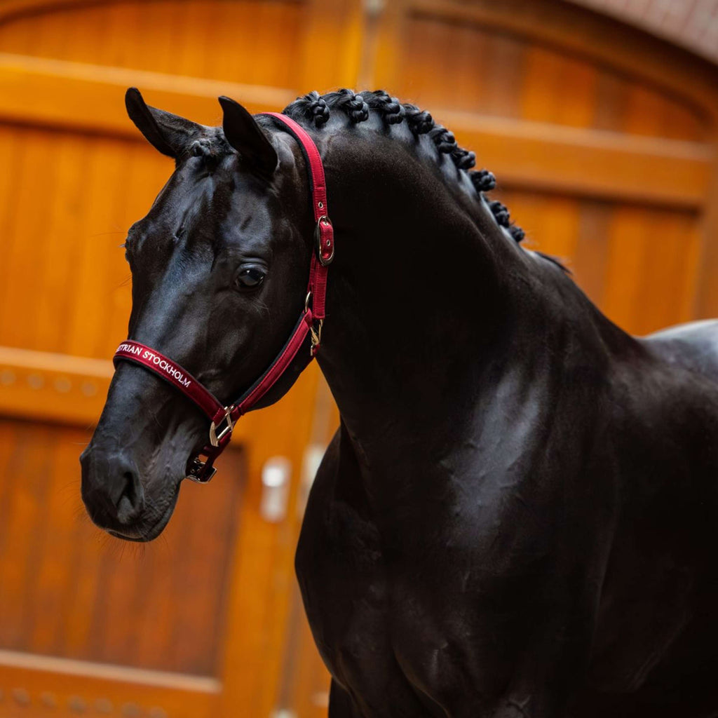 Equestrian Stockholm Halster Line Bordeaux