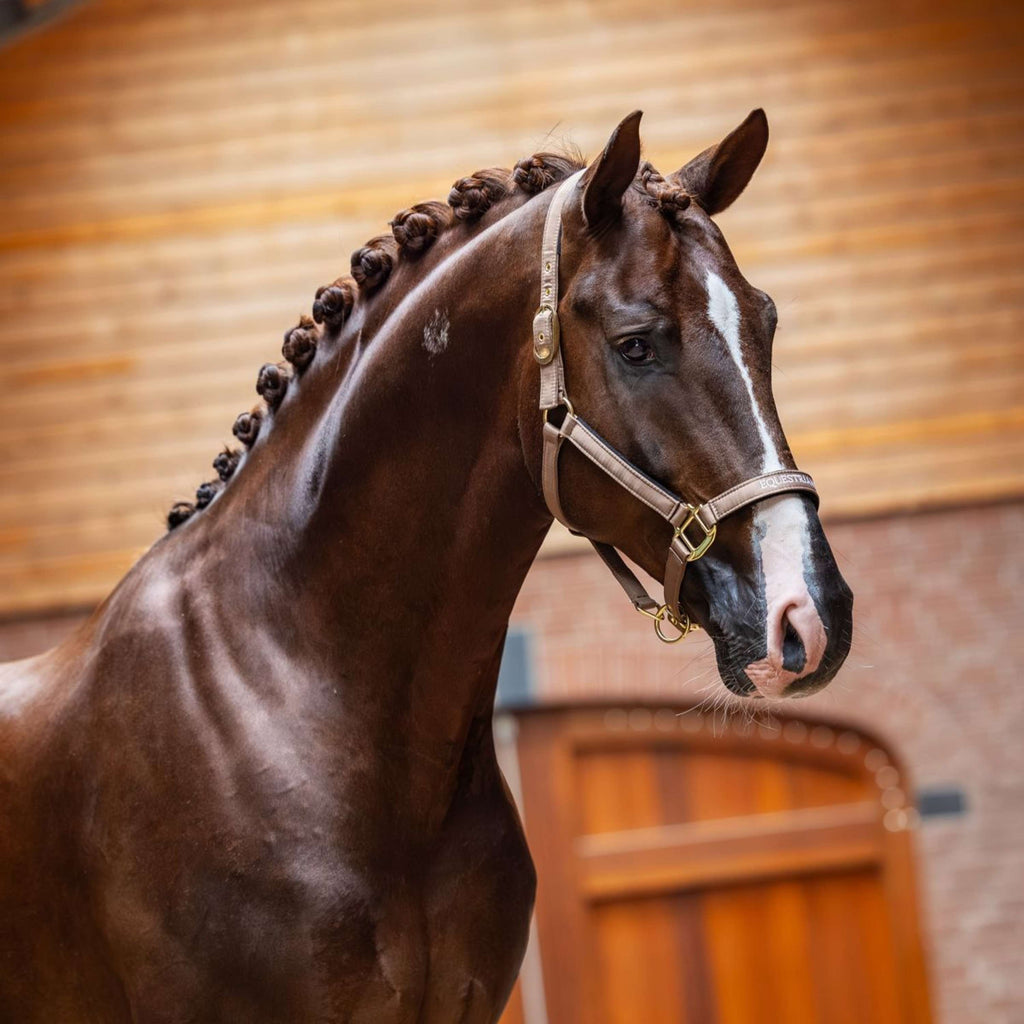 Equestrian Stockholm Halster Line Champagne