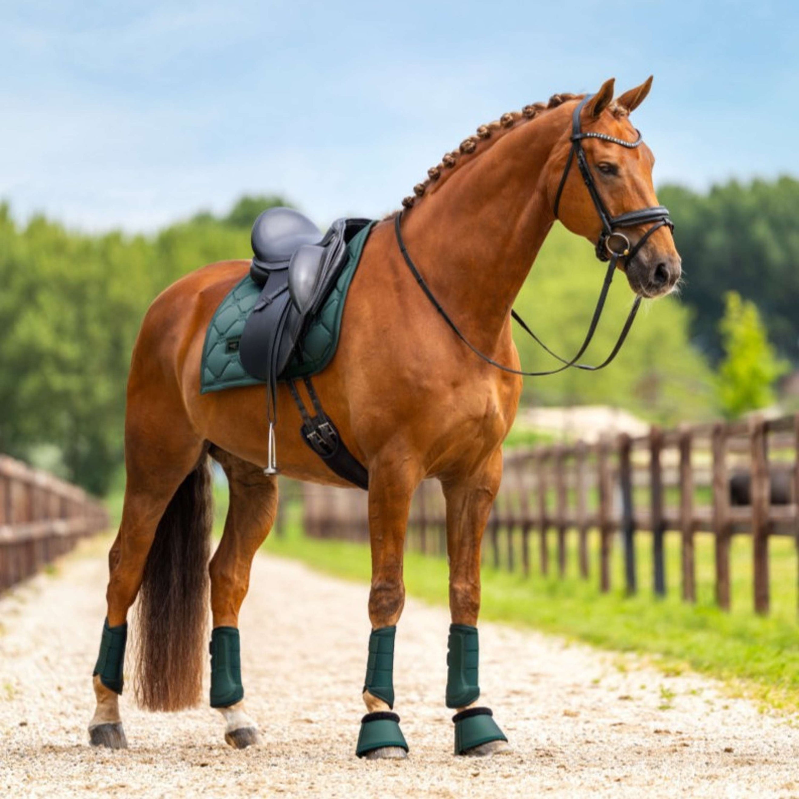 Equestrian Stockholm Zadeldekje Satin Dressuur Sycamore Green Equestrian Stockholm Zadeldekje Satin Dressuur Sycamore Green