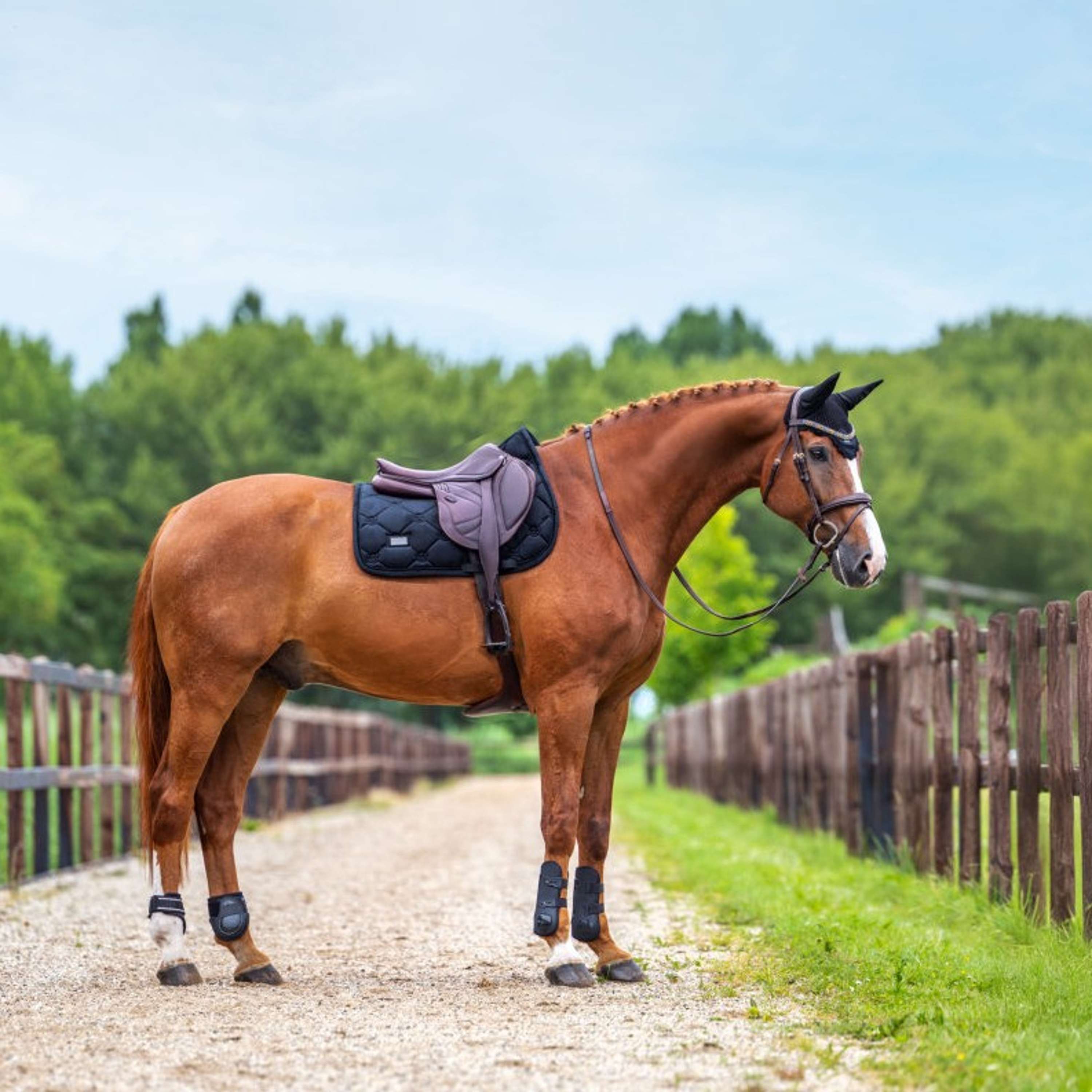 Equestrian Stockholm Zadeldekje Velvet Springen Zwart