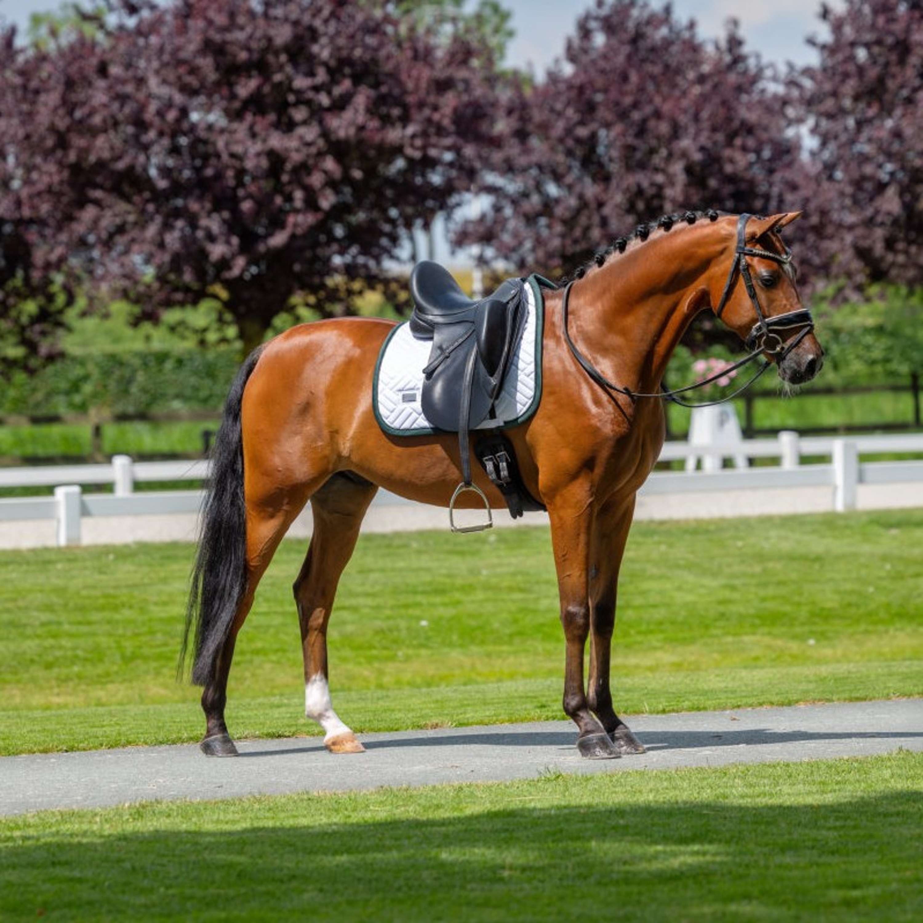 Equestrian Stockholm Zadeldekje Modern Dressuur Wit/Sycamore Green