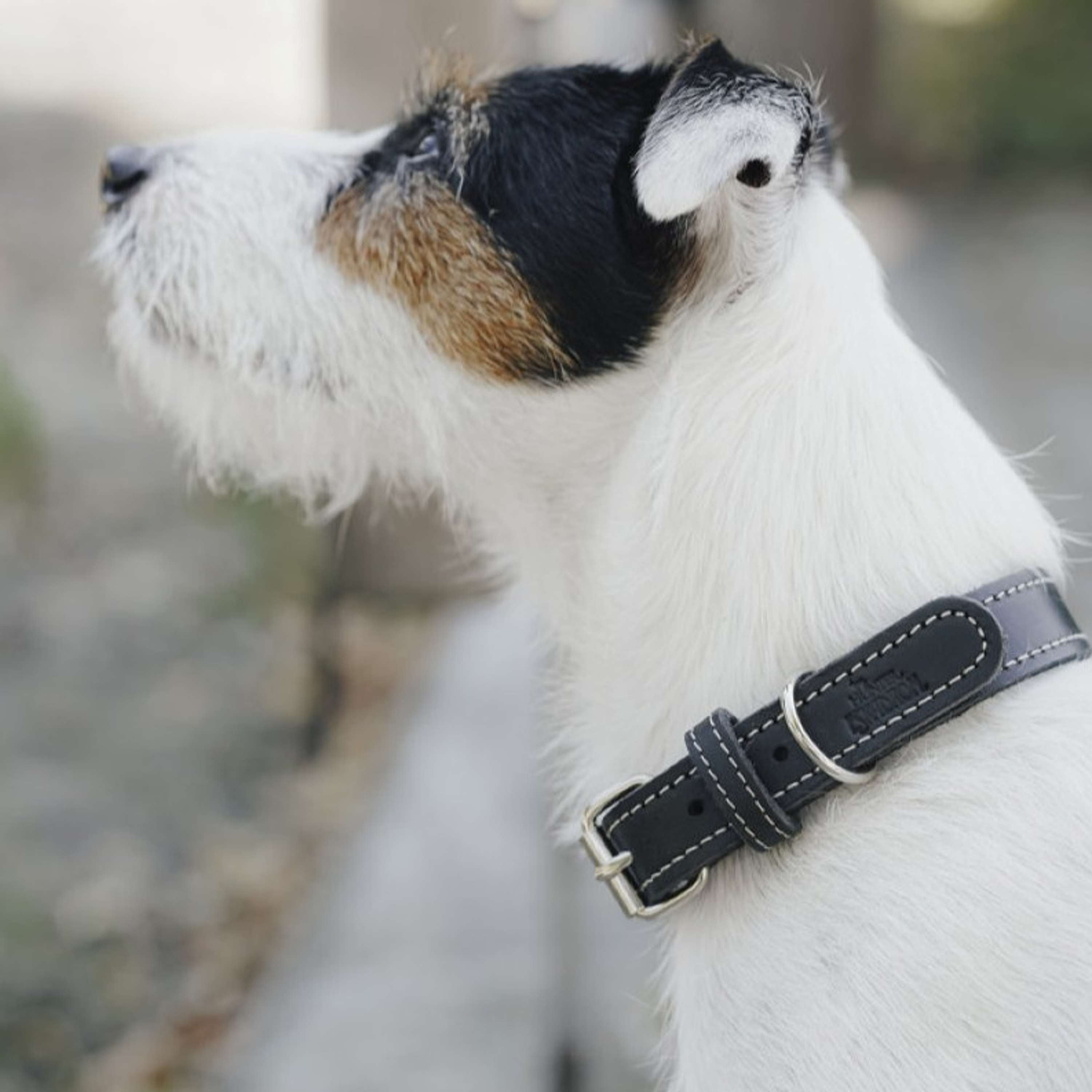 Hunter x Eskadron Hondenhalsband Craft Zwart
