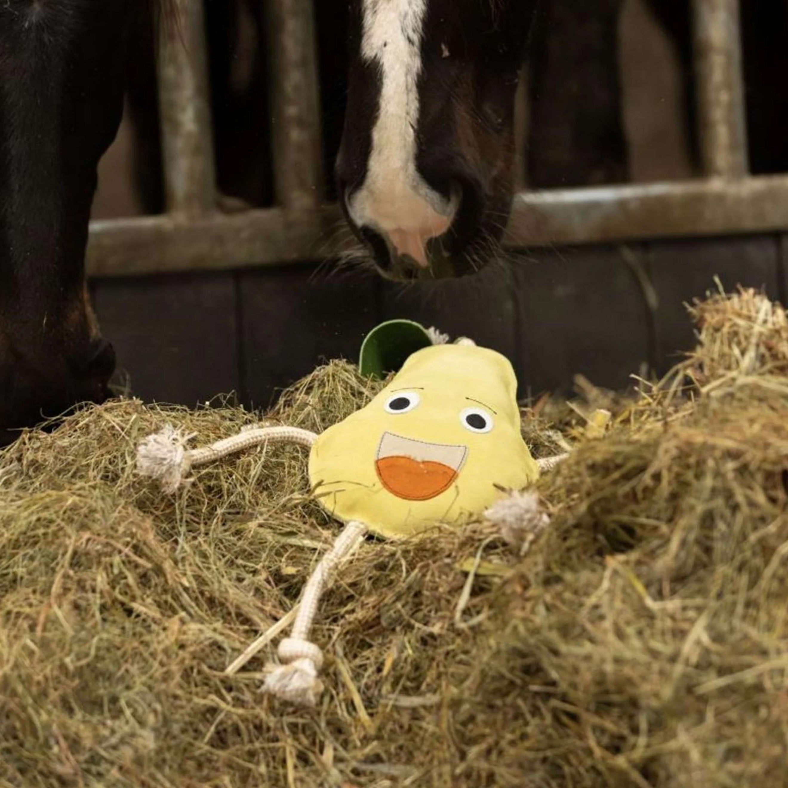 Excellent Horse Foodie Friends Pear Excellent Horse Foodie Friends Pear