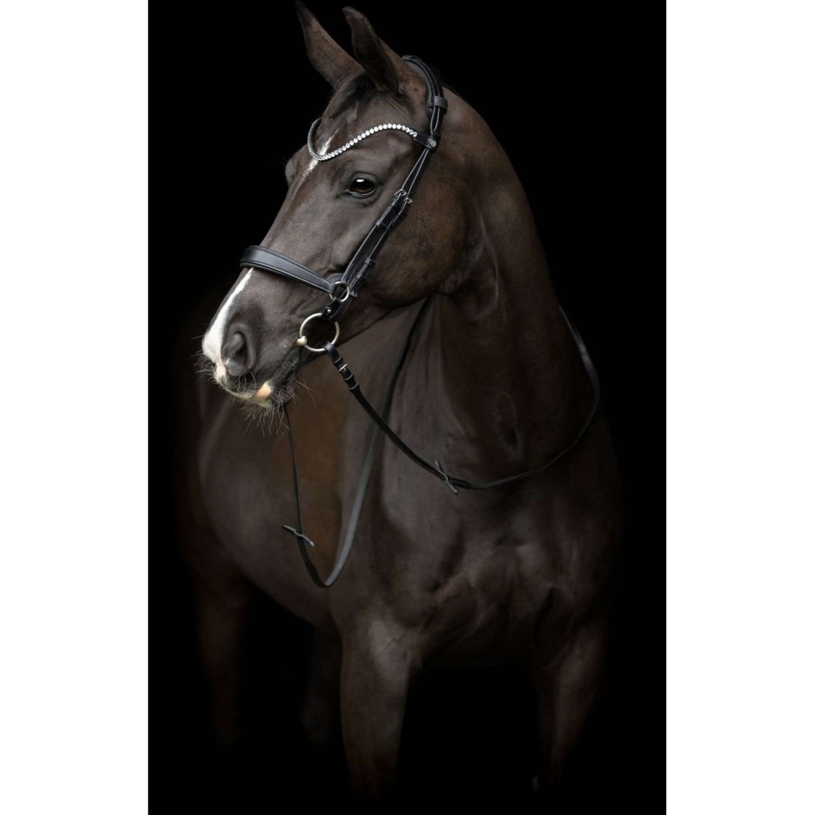 Catago Neusriem Gentle Zwart