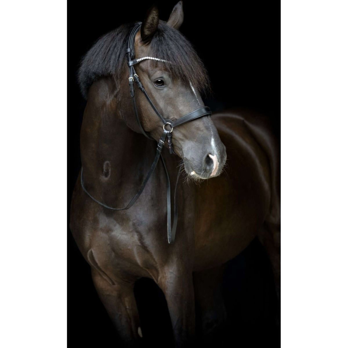 Catago Frontriem Gentle Zwart