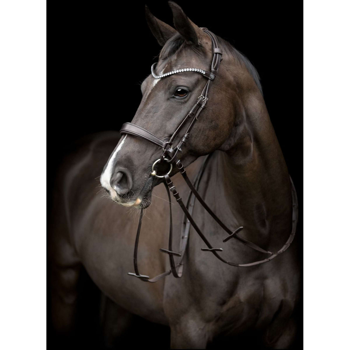 Catago Kopstuk Gentle Bruin