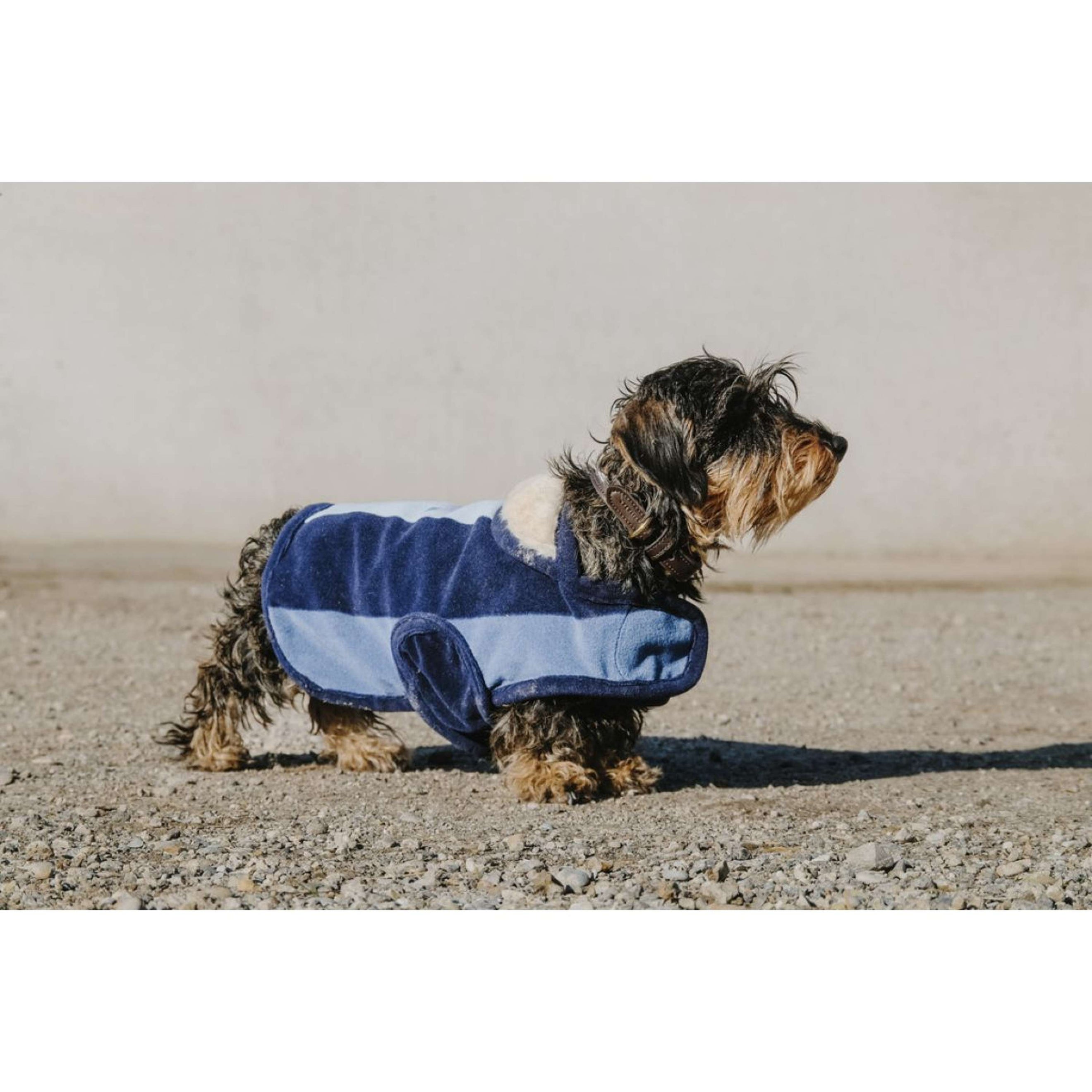 EQUITHÈME Hondendeken New Market Navy EQUITHÈME Hondendeken New Market Navy