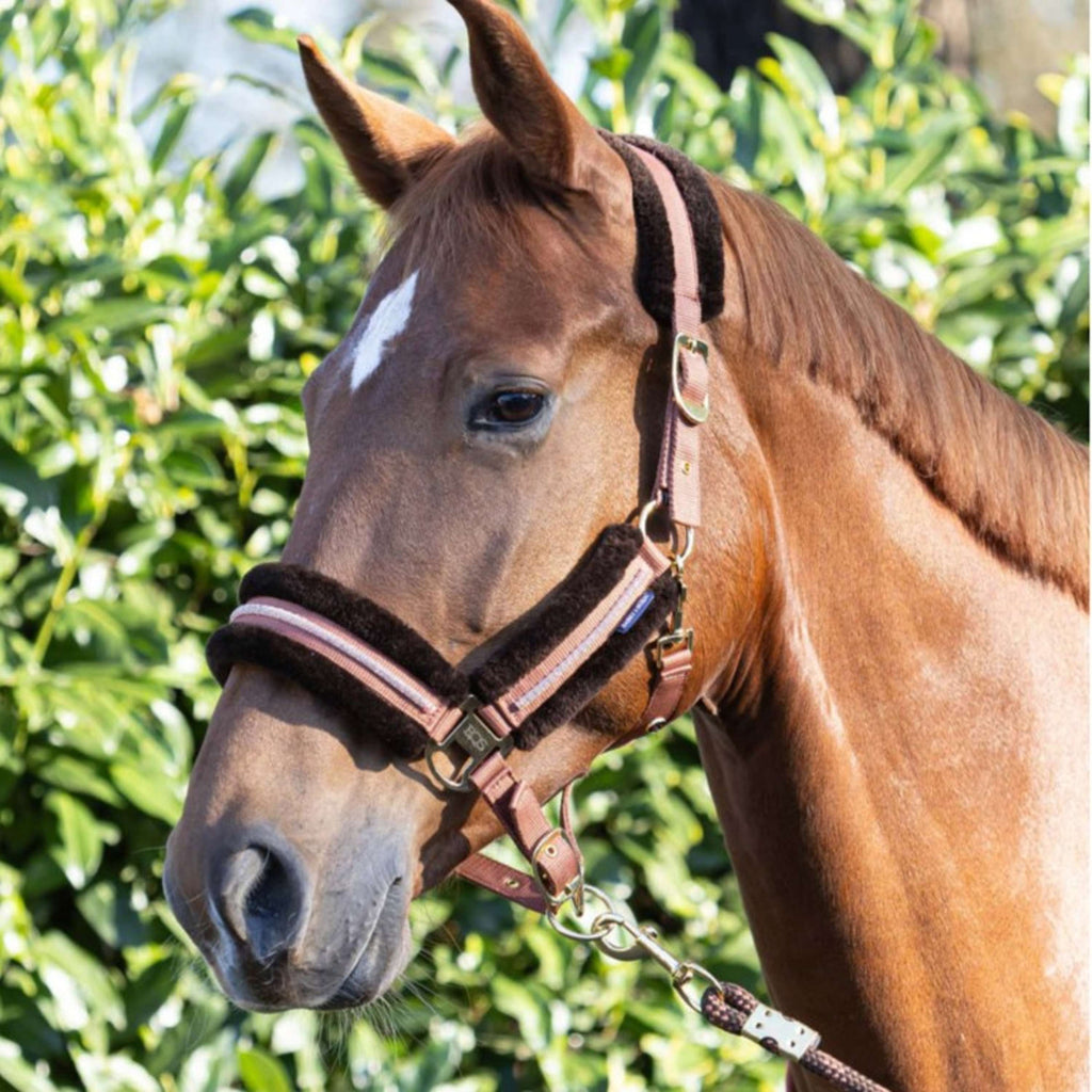 Harry's Horse Halsterset Soft Mocha-Bisque