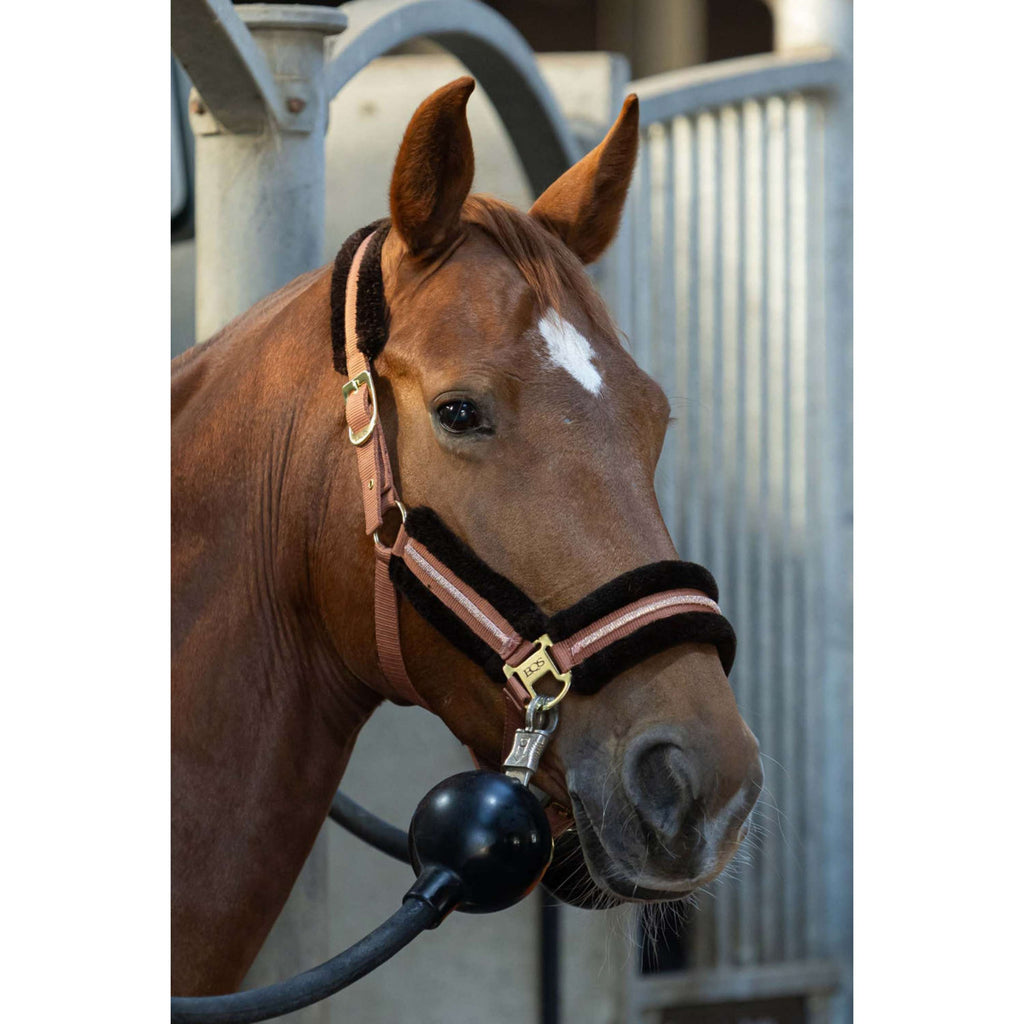 Harry's Horse Halsterset Soft Mocha-Bisque