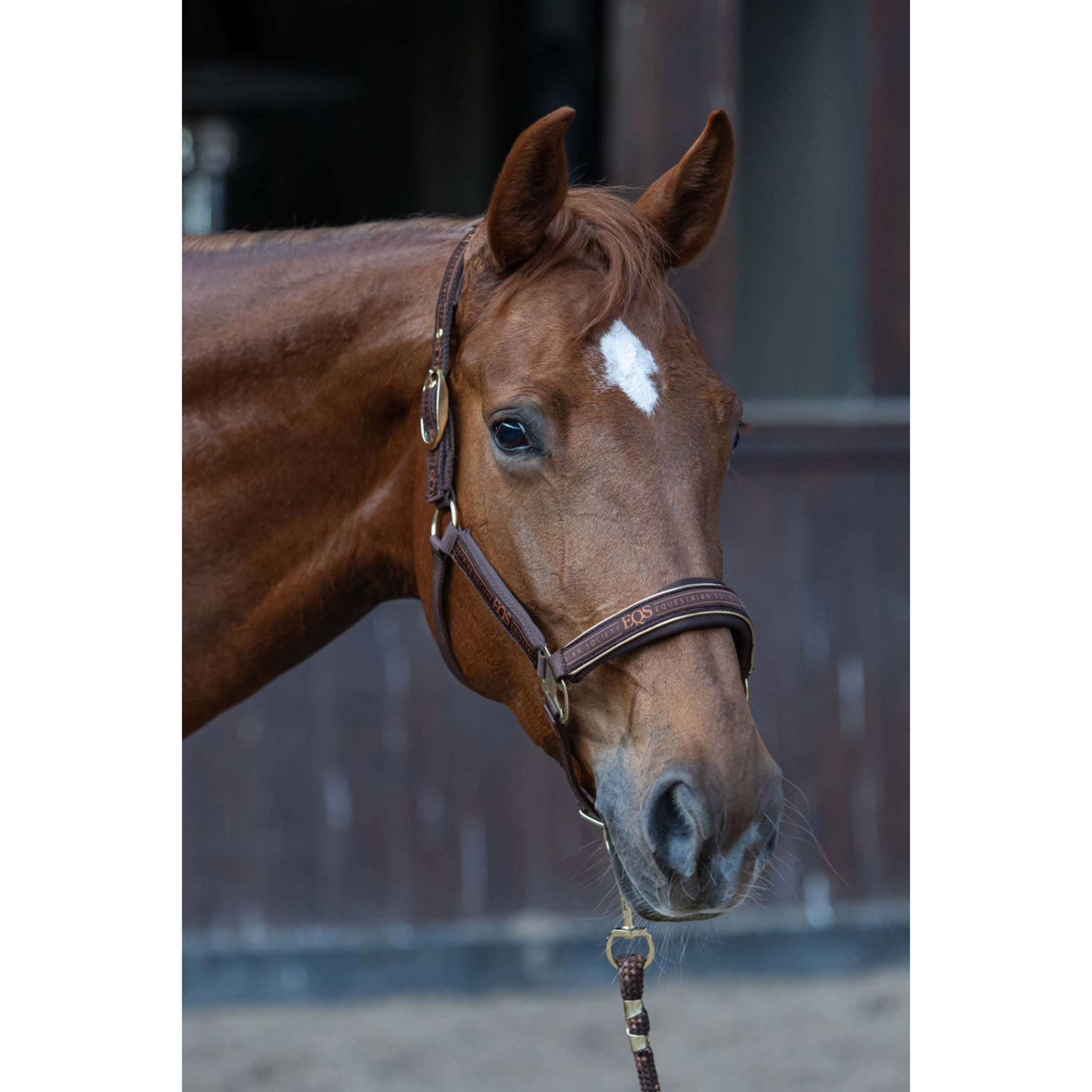 Harry's Horse Halsterset EQS Bracken