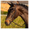 Harry's Horse Hoofdstel Anatomic Gold Bruin