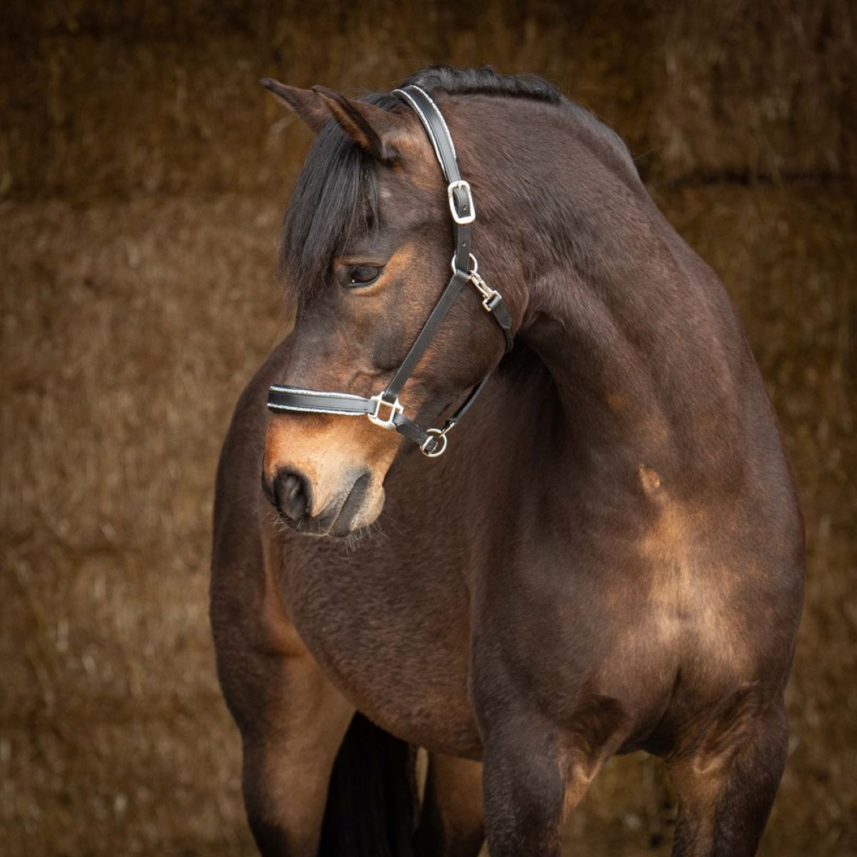 Harry's Horse Halster Sparkle Leder Zwart