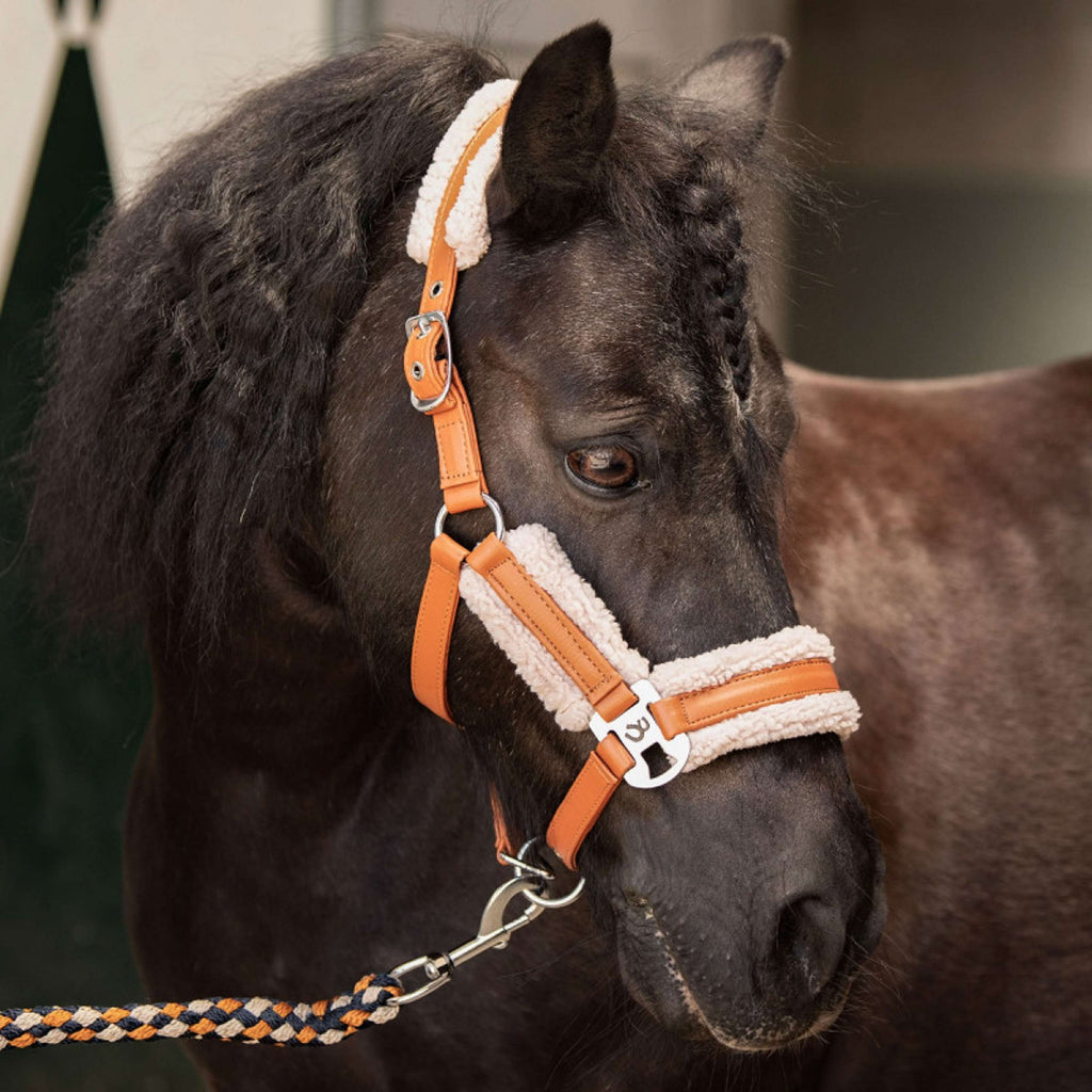 Harry's Horse Halsterset STOUT! Maverick Bran