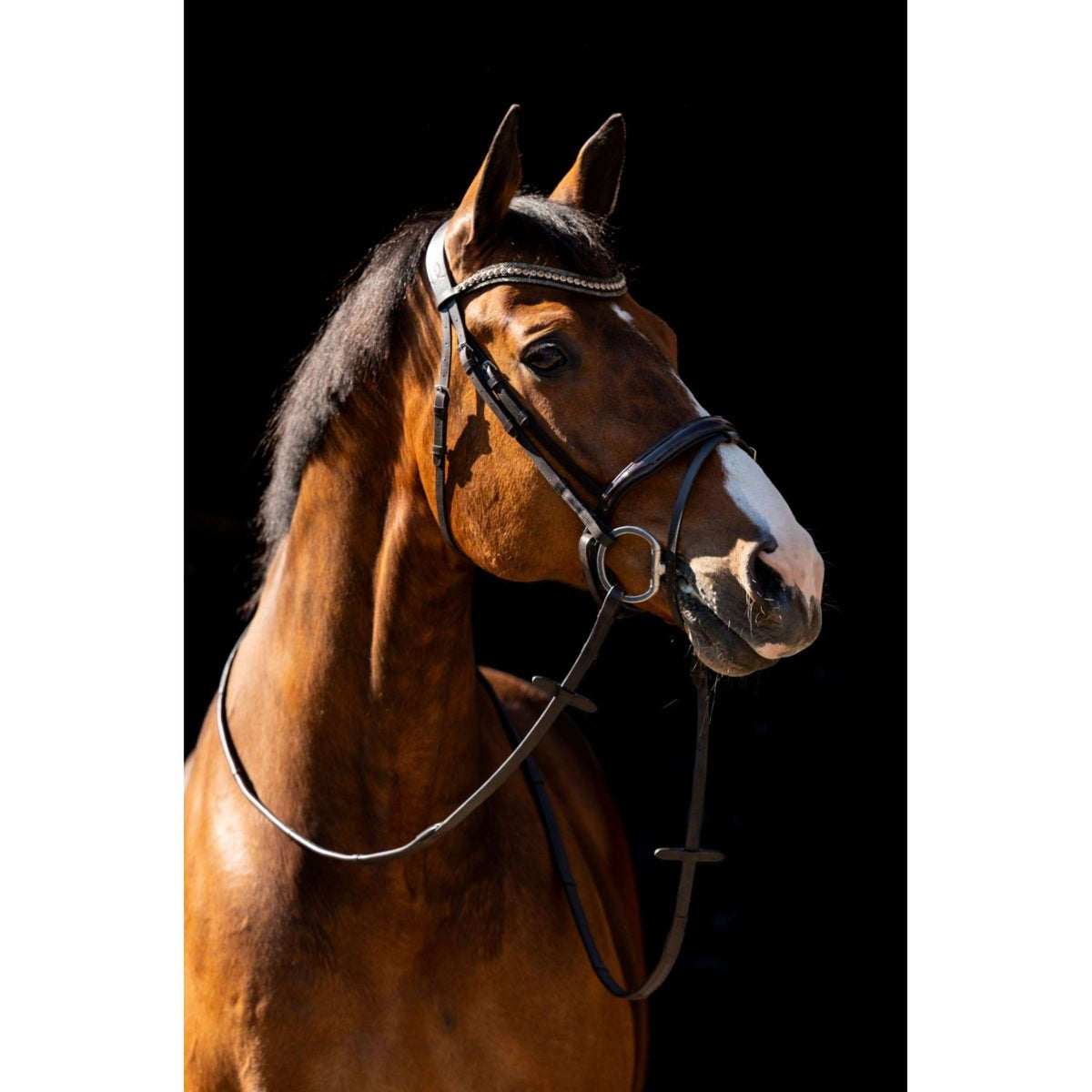 HB Hoofdstel Jump Bruin