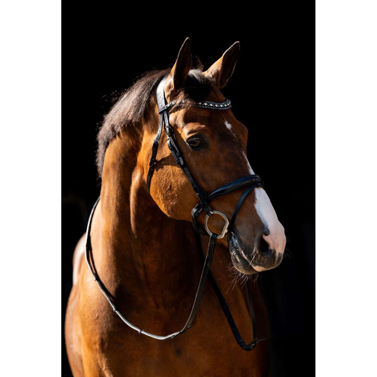 HB Hoofdstel Jump Zwart