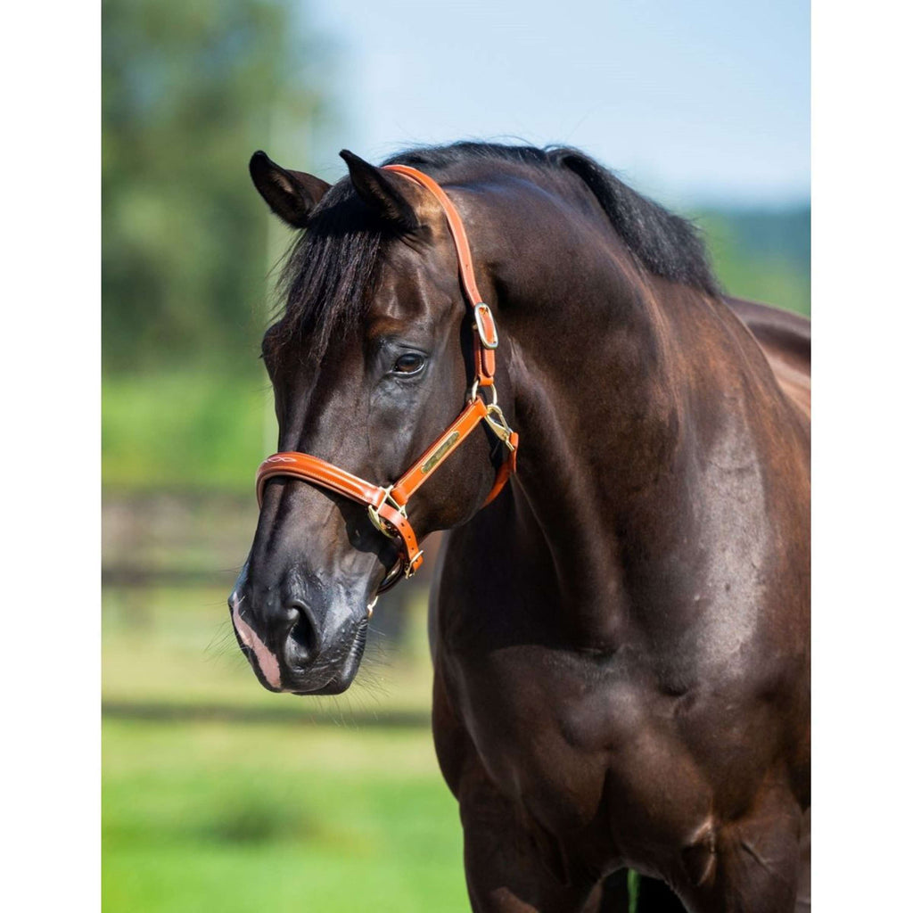 HB Showtime Halster Name Cognac