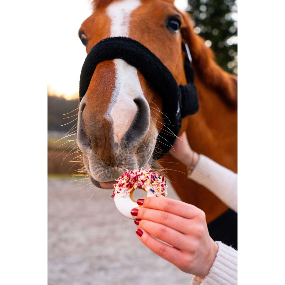 Candy Horse Love Donuts Hibiscus & Rosehip