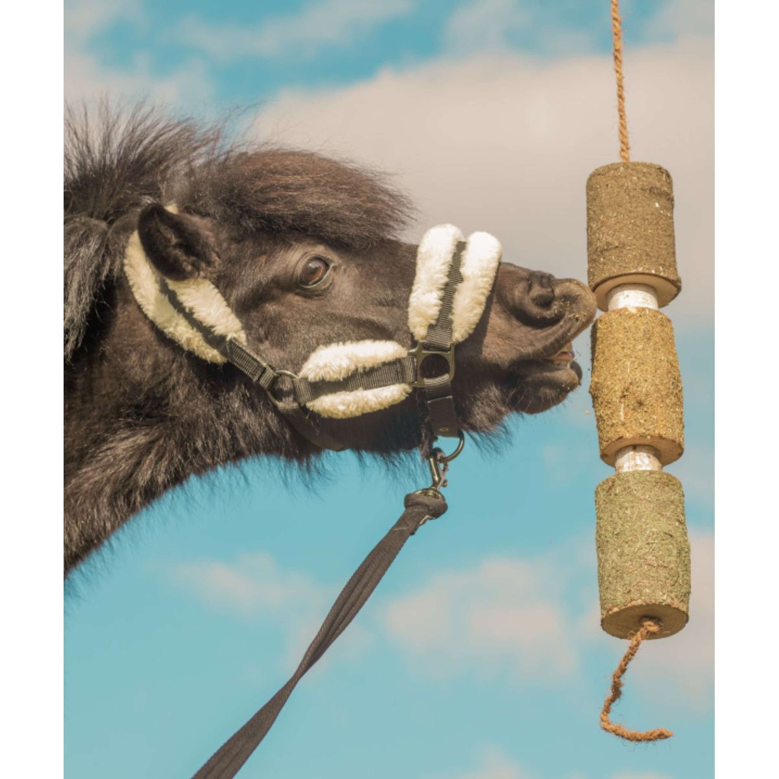 Herbie Kruidenhouten Speeltje Regeneration Herbie Kruidenhouten Speeltje Regeneration