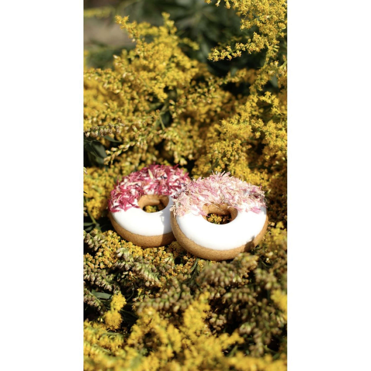 Candy Horse Donut Pink Cornflower