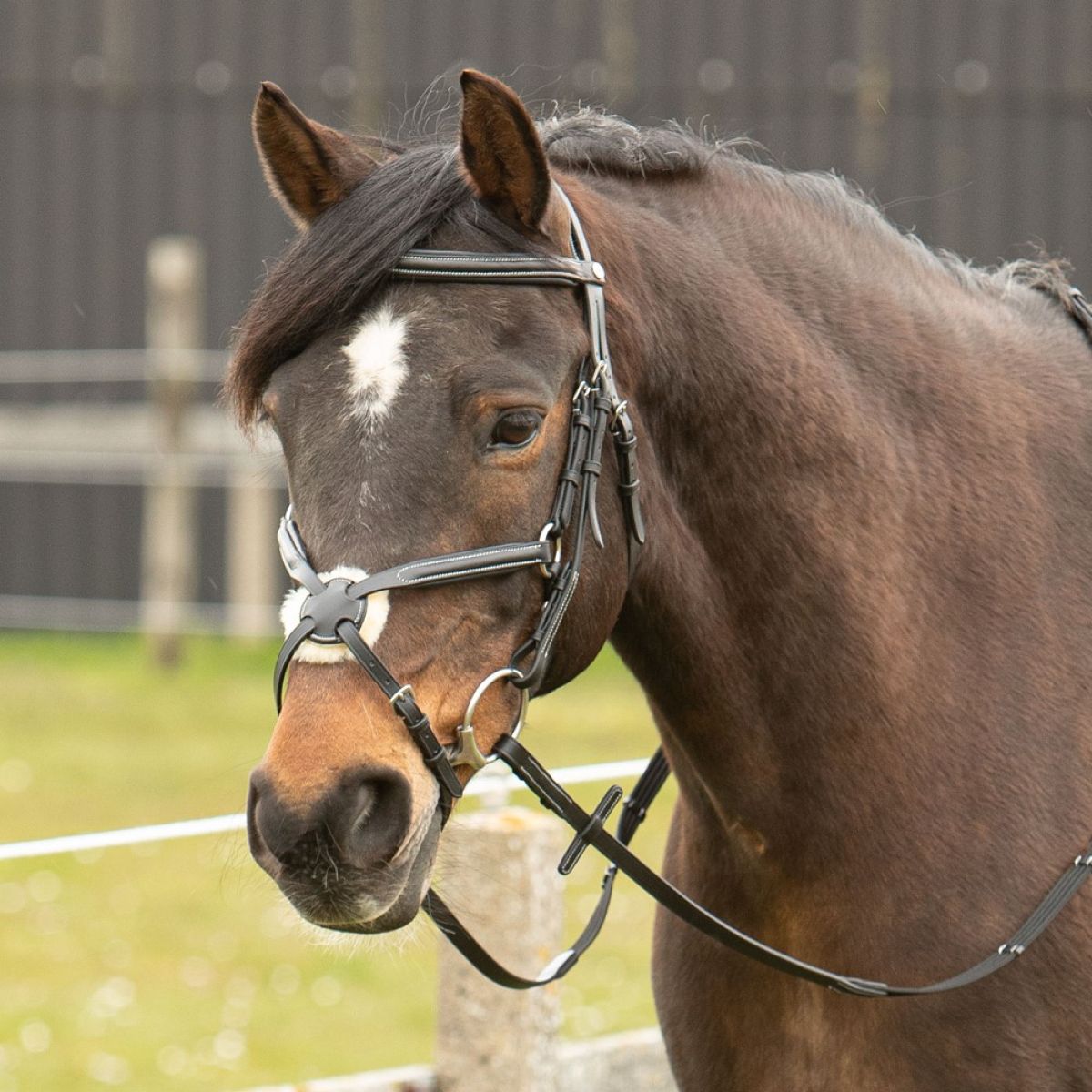 Harry's Horse Mexicaans Hoofdstel Zwart