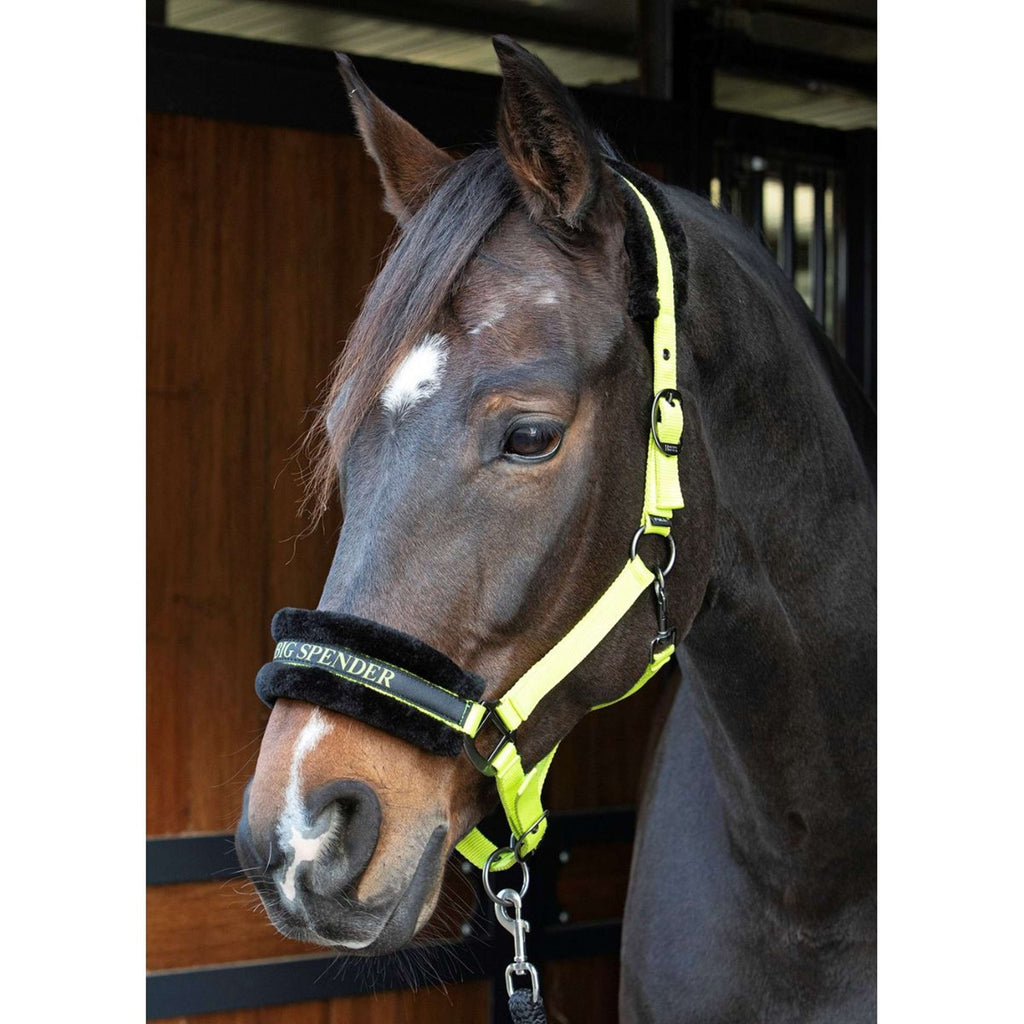 Harry's Horse Halster Lyrics Quotes Lime