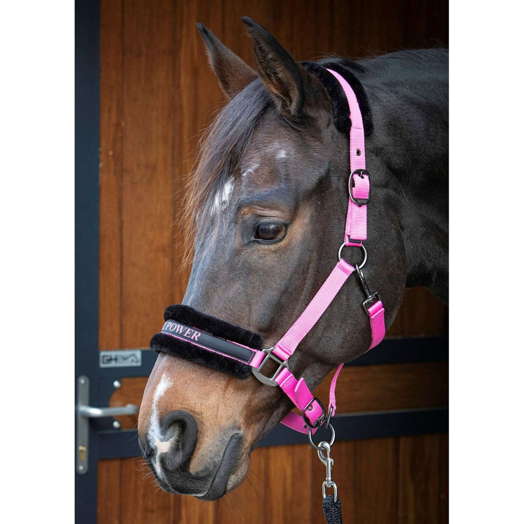 Harry's Horse Halster Lyrics Quotes Roze