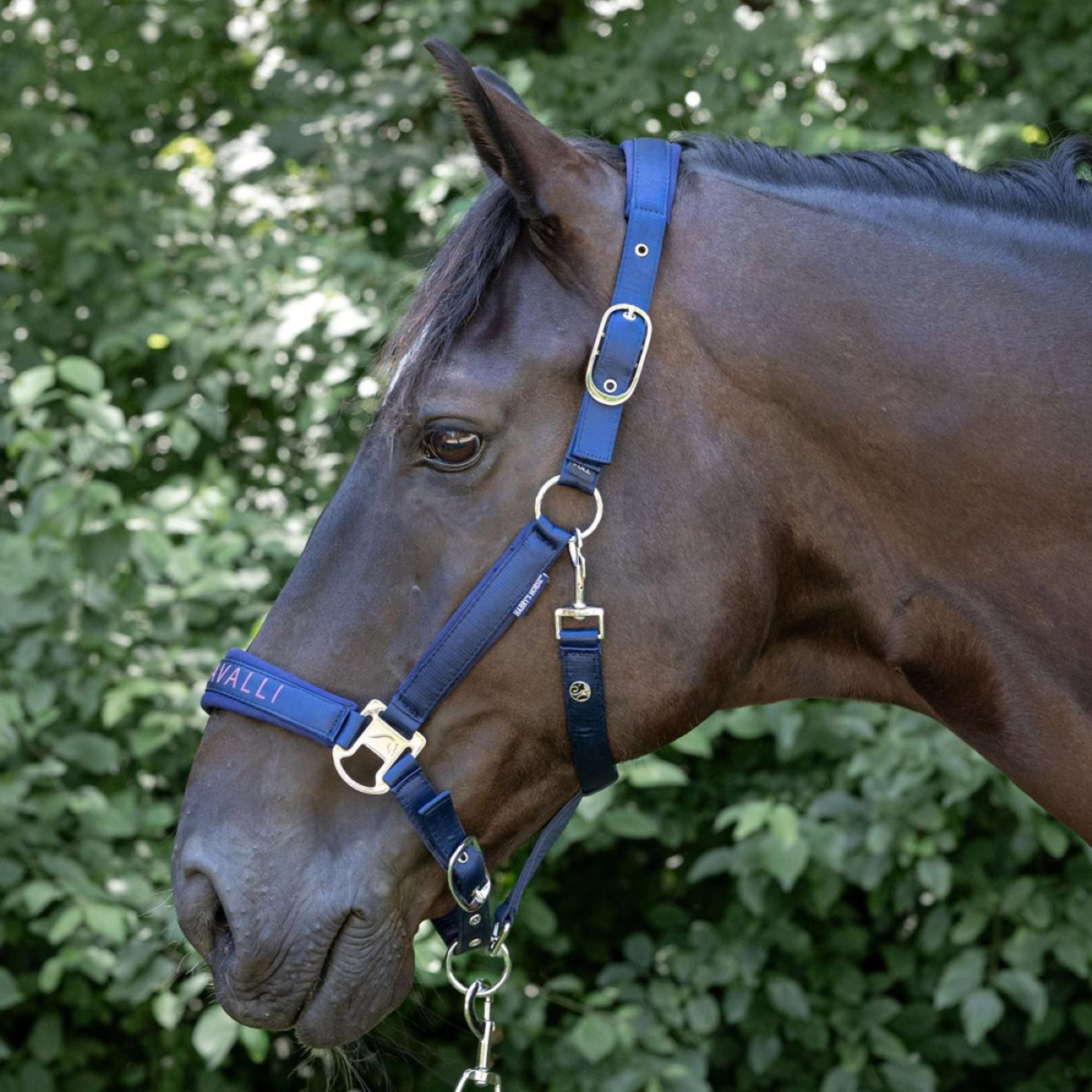 Harry's Horse Halsterset Denici Cavalli Purple Passion Satin Peacoat Harry's Horse Halsterset Denici Cavalli Purple Passion Satin Peacoat