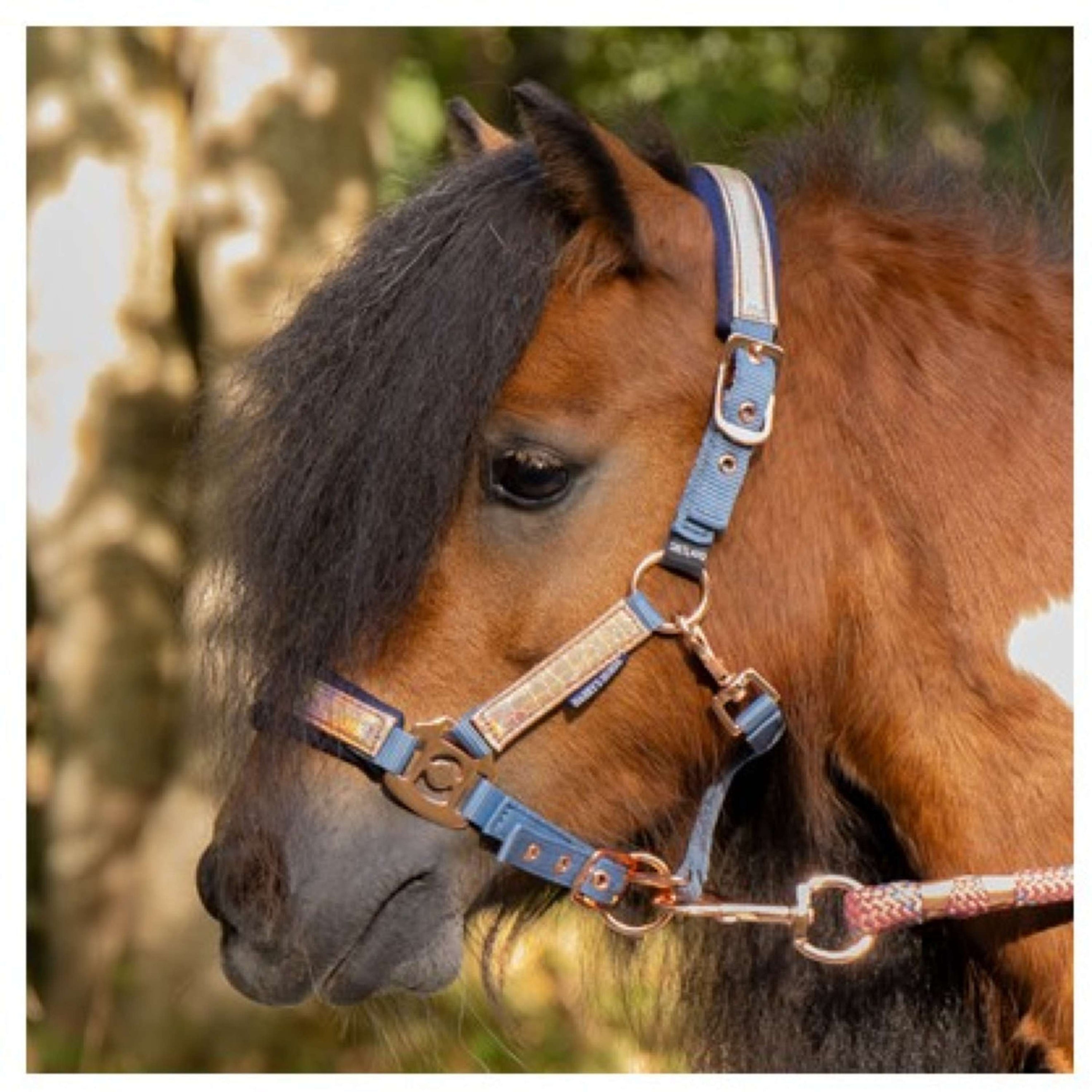 Harry's Horse Halsterset Diva Mauvewood Faded-Denim Harry's Horse Halsterset Diva Mauvewood Faded-Denim