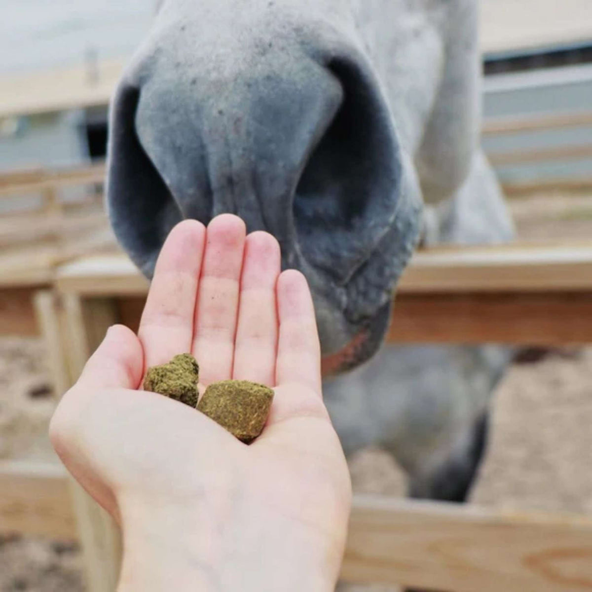 Hilton Herbs Herballs No4 Bilberry & Thyme