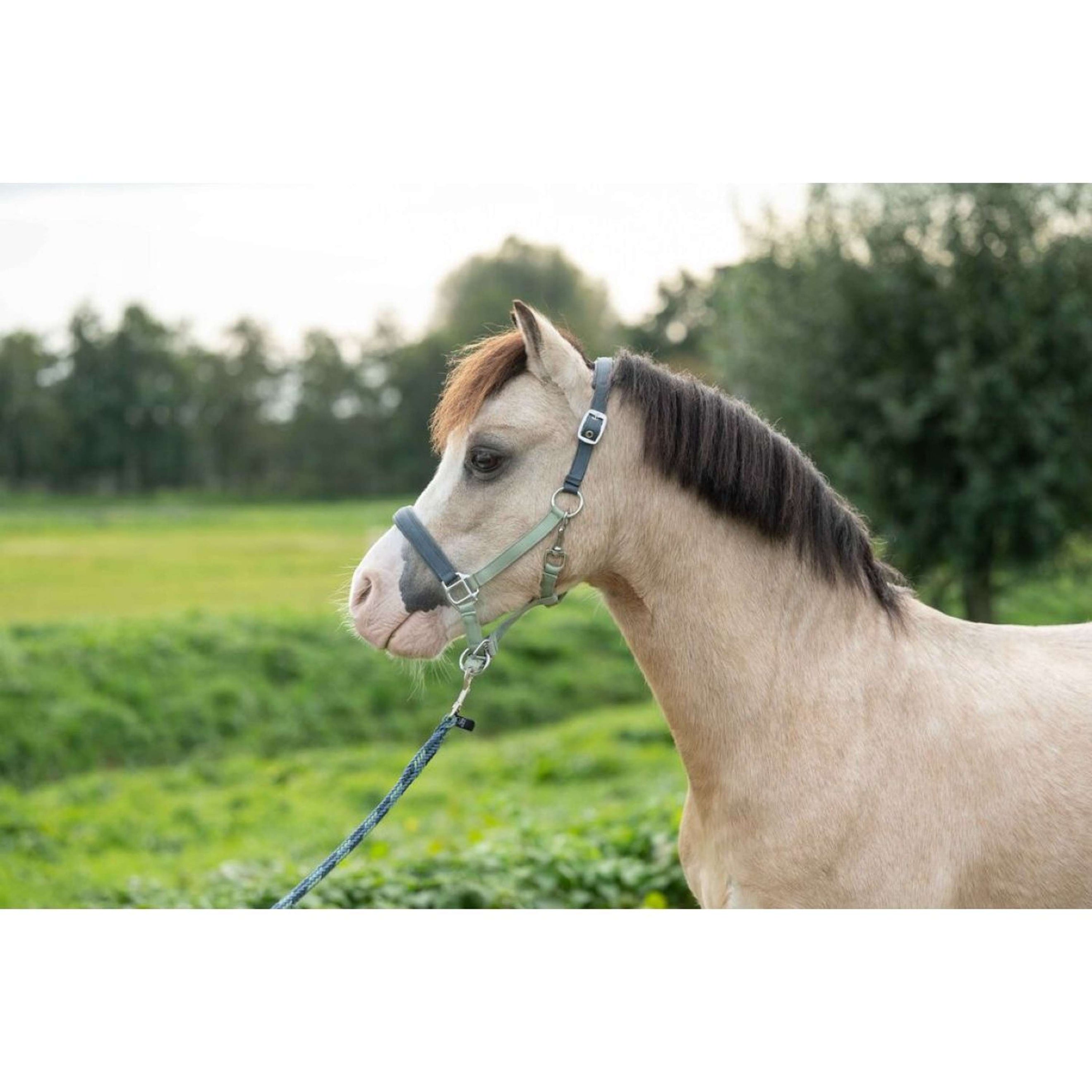 HKM Halster Barnie Lichtgroen/Donkergroen