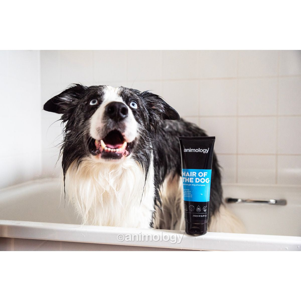 Animology Shampoo Hair Of The Dog