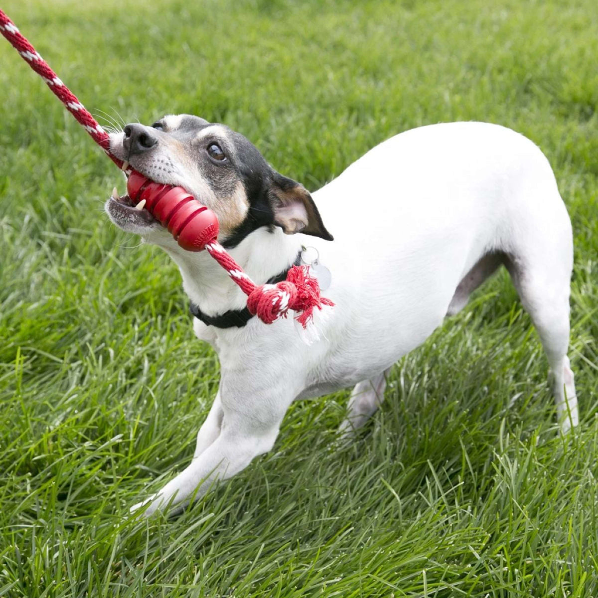 KONG Kauwspeelgoed Dental Rope