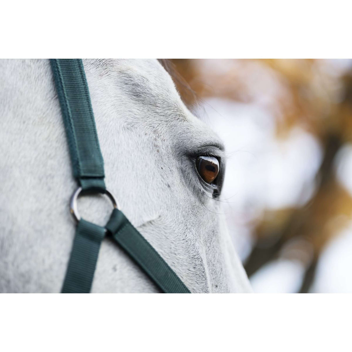 Amigo Halster & Touw Dynasty Green