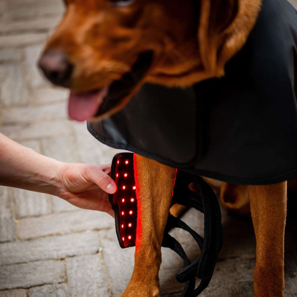 Horseware Pet Leg Wraps LED Red Light Therapy Pair Zwart/Zwart