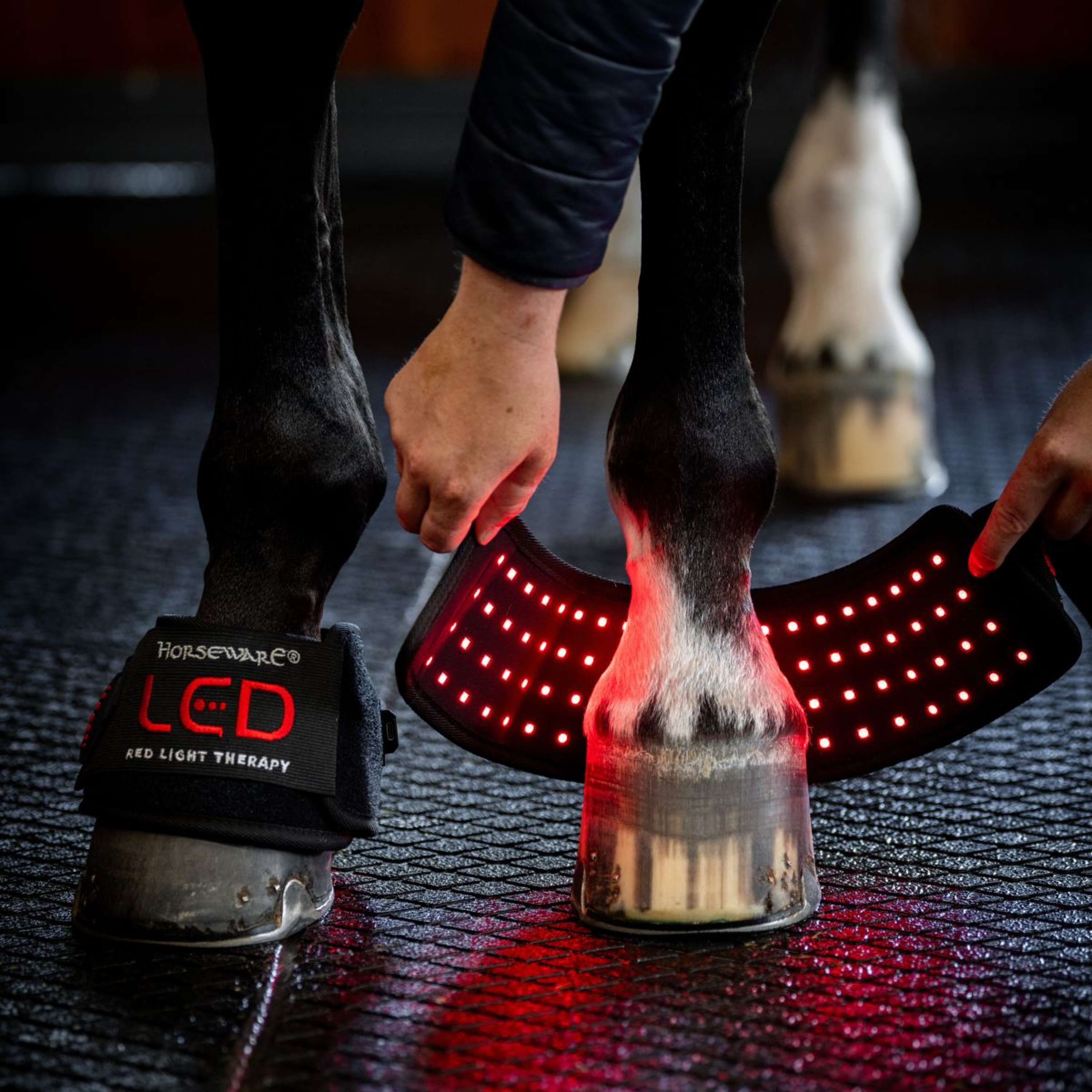 Horseware Mini Wraps LED Red Light Therapy Quad Zwart/Zwart