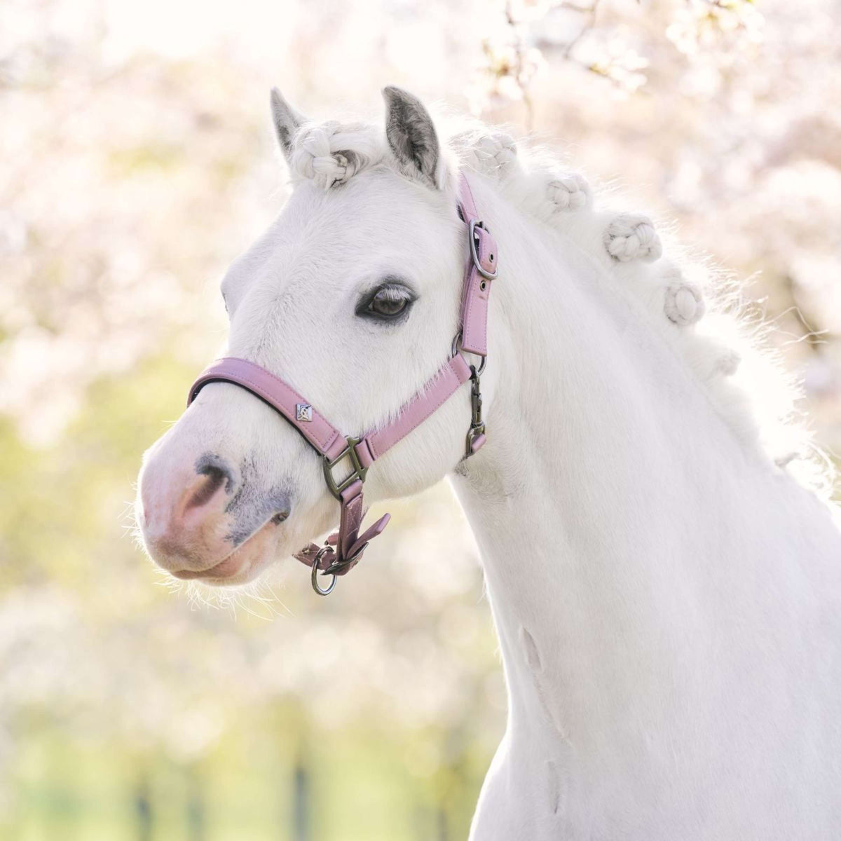 Imperial Riding Halster IRHRebel Ballerina