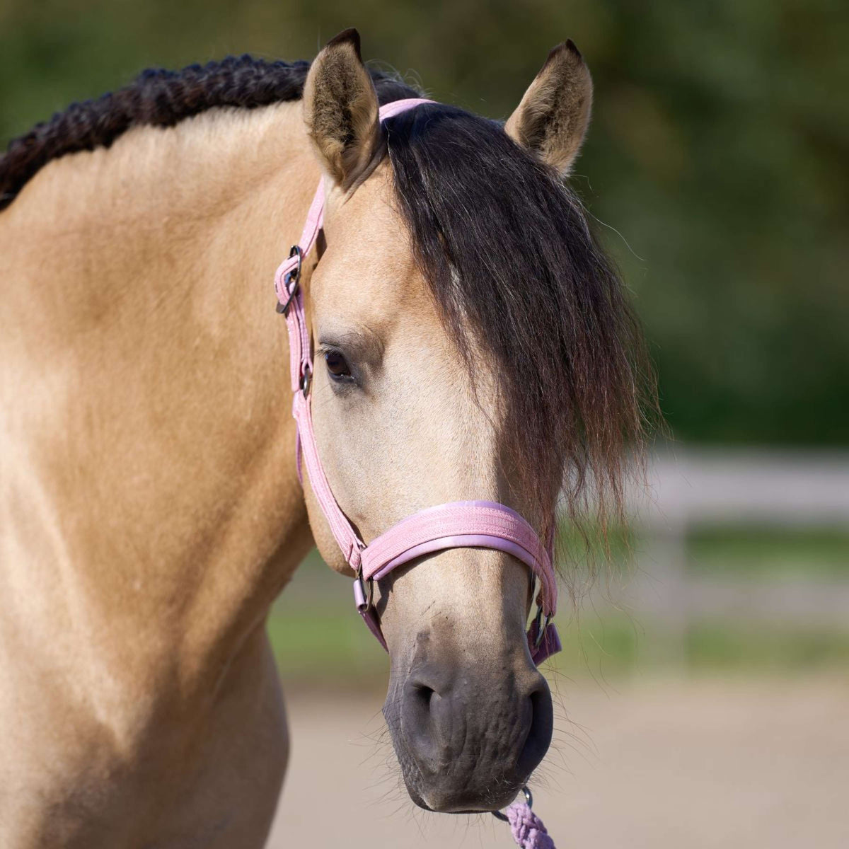 Imperial Riding Halster IRHSparkle Ballerina