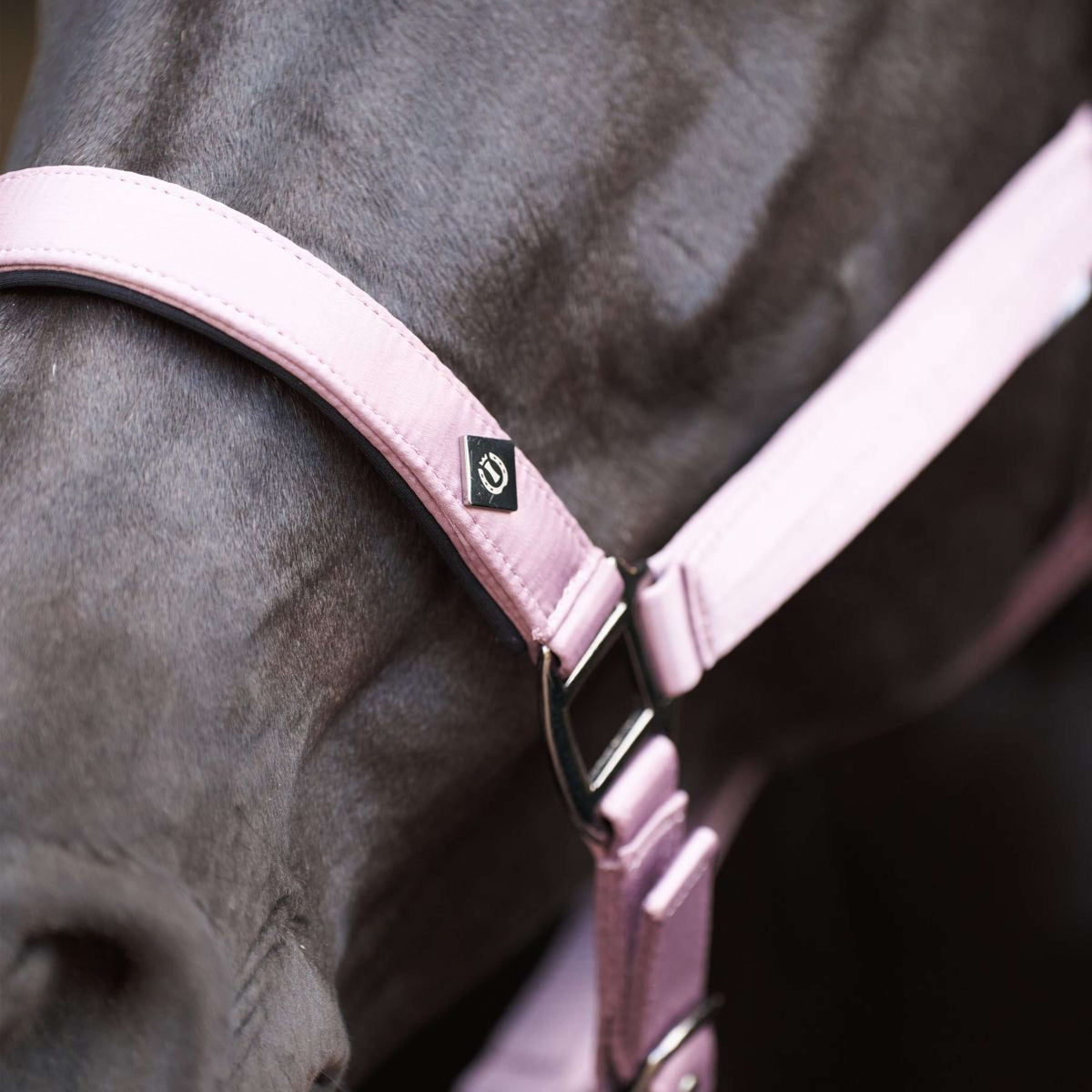 Imperial Riding Halster IRHRebel Ballerina