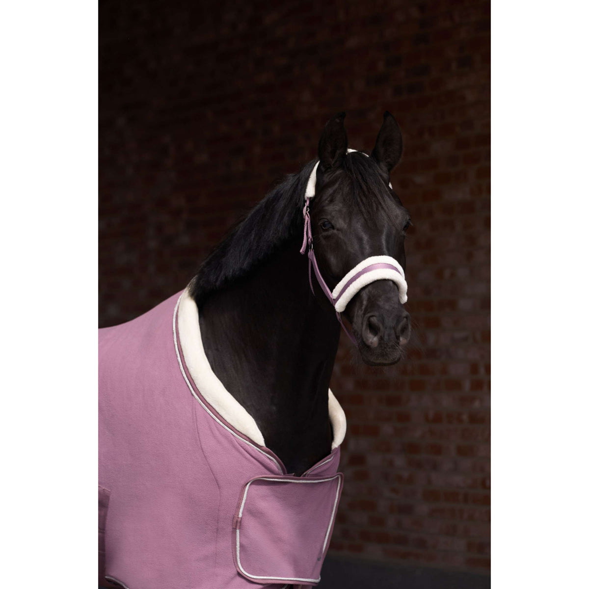 Imperial Riding Halster IRHJewel Mauve