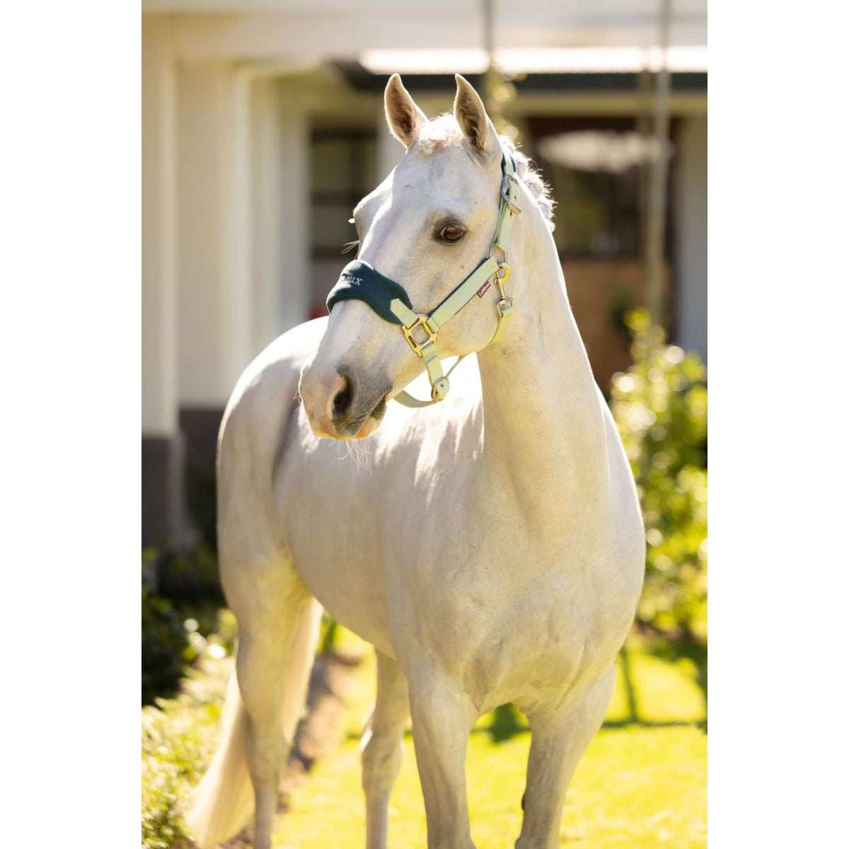 LeMieux Halsterset Vogue Macaron