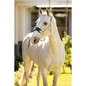 LeMieux Halsterset Vogue Macaron