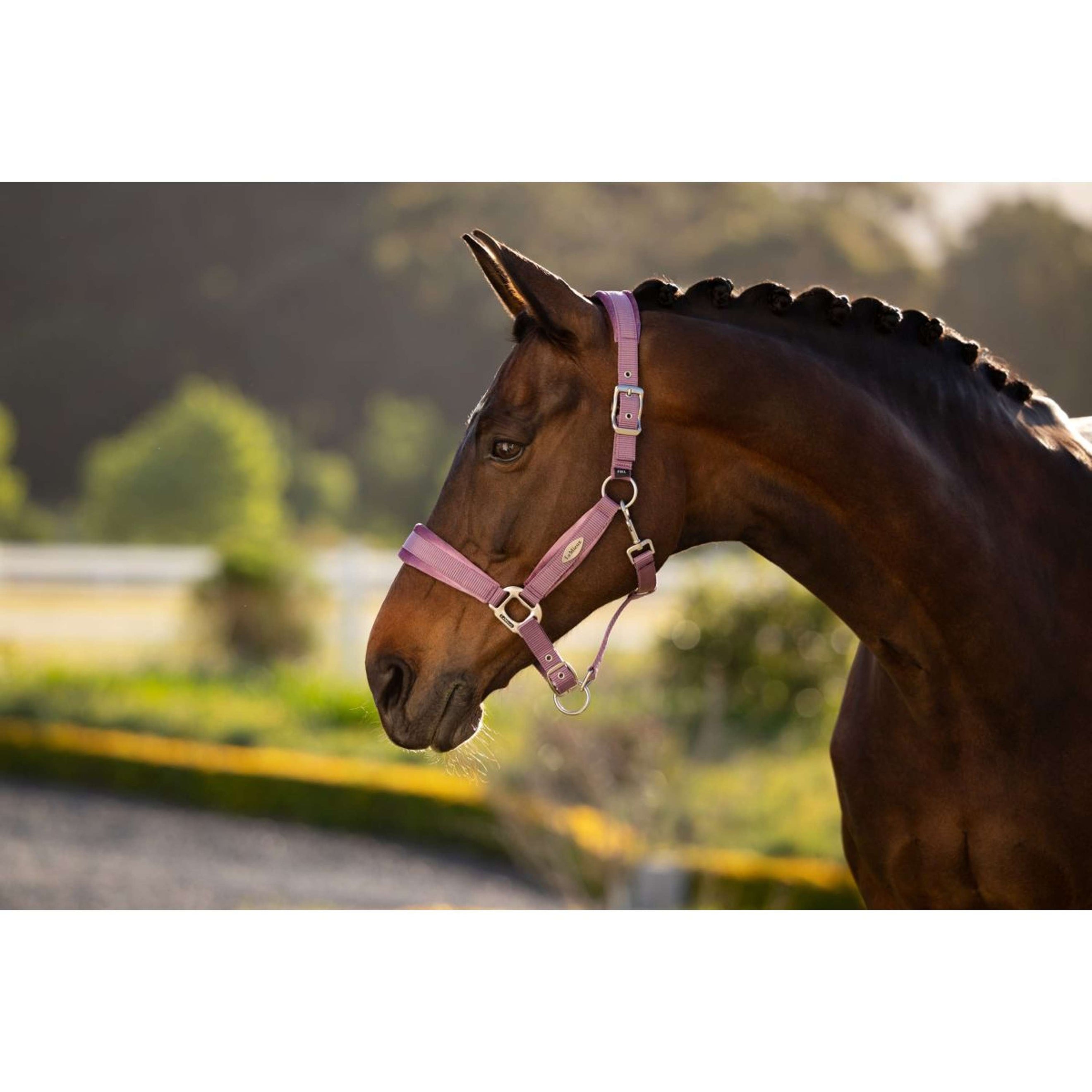 LeMieux Halster Versailles Mallow LeMieux Halster Versailles Mallow