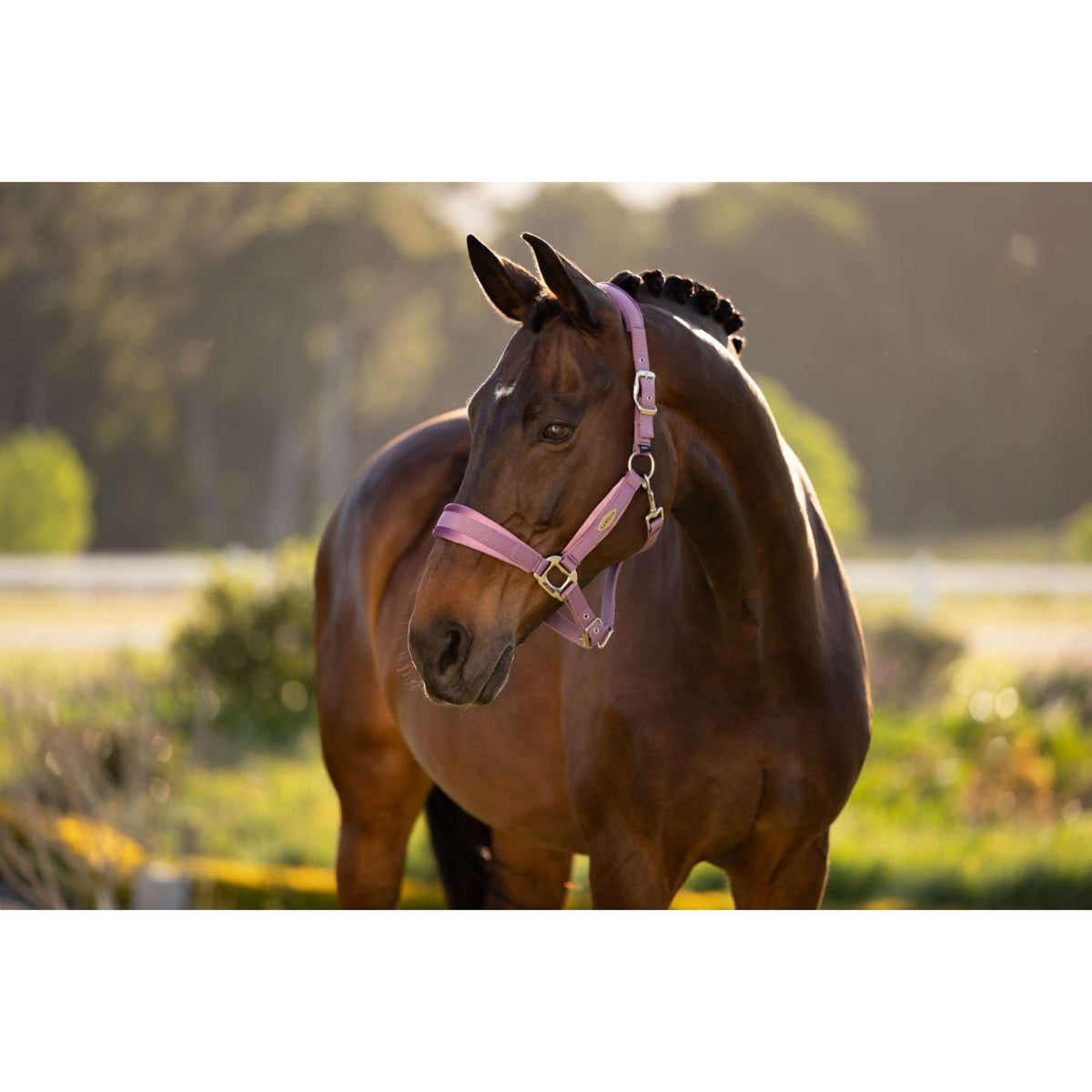 LeMieux Halster Versailles Mallow