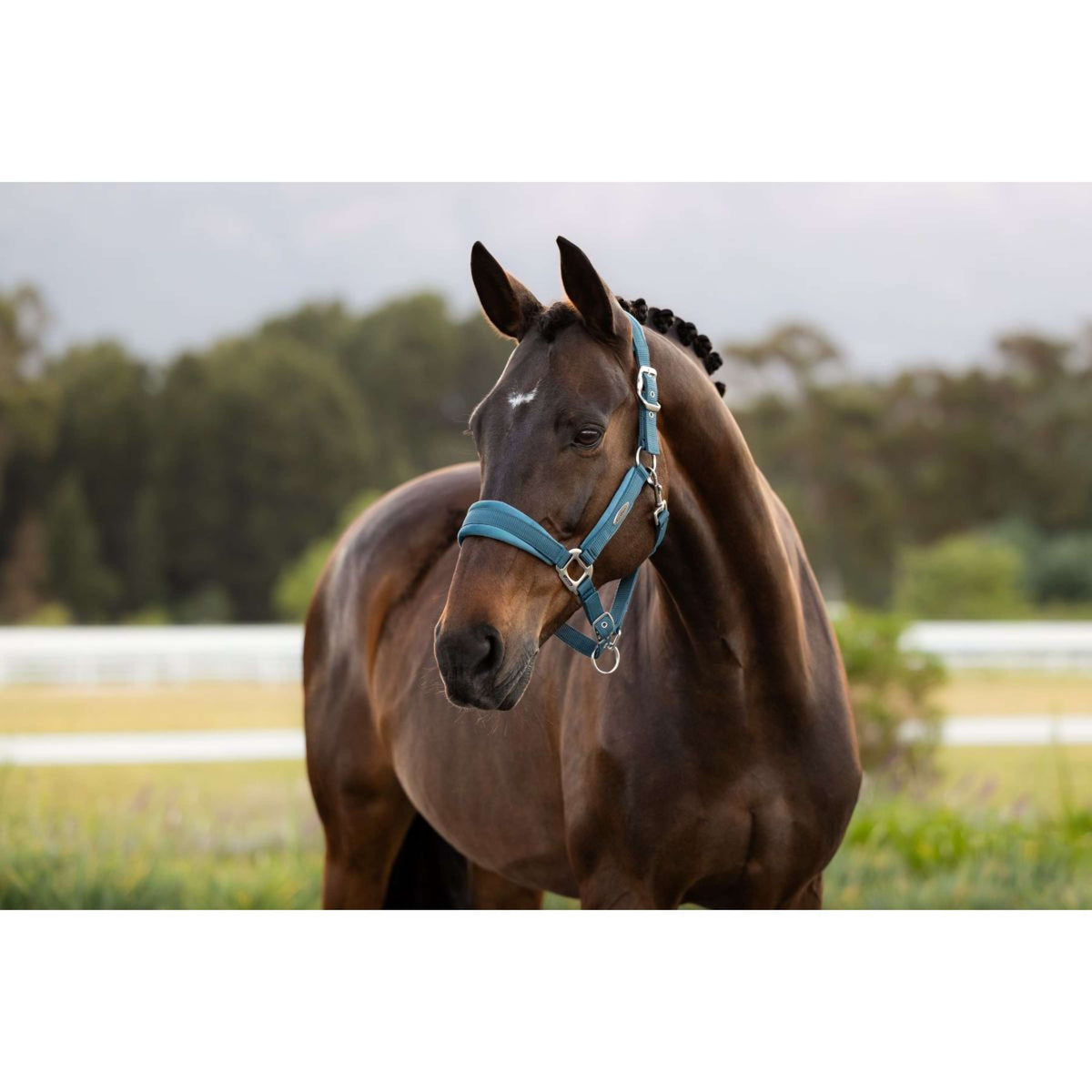 LeMieux Halster Versailles Jungle