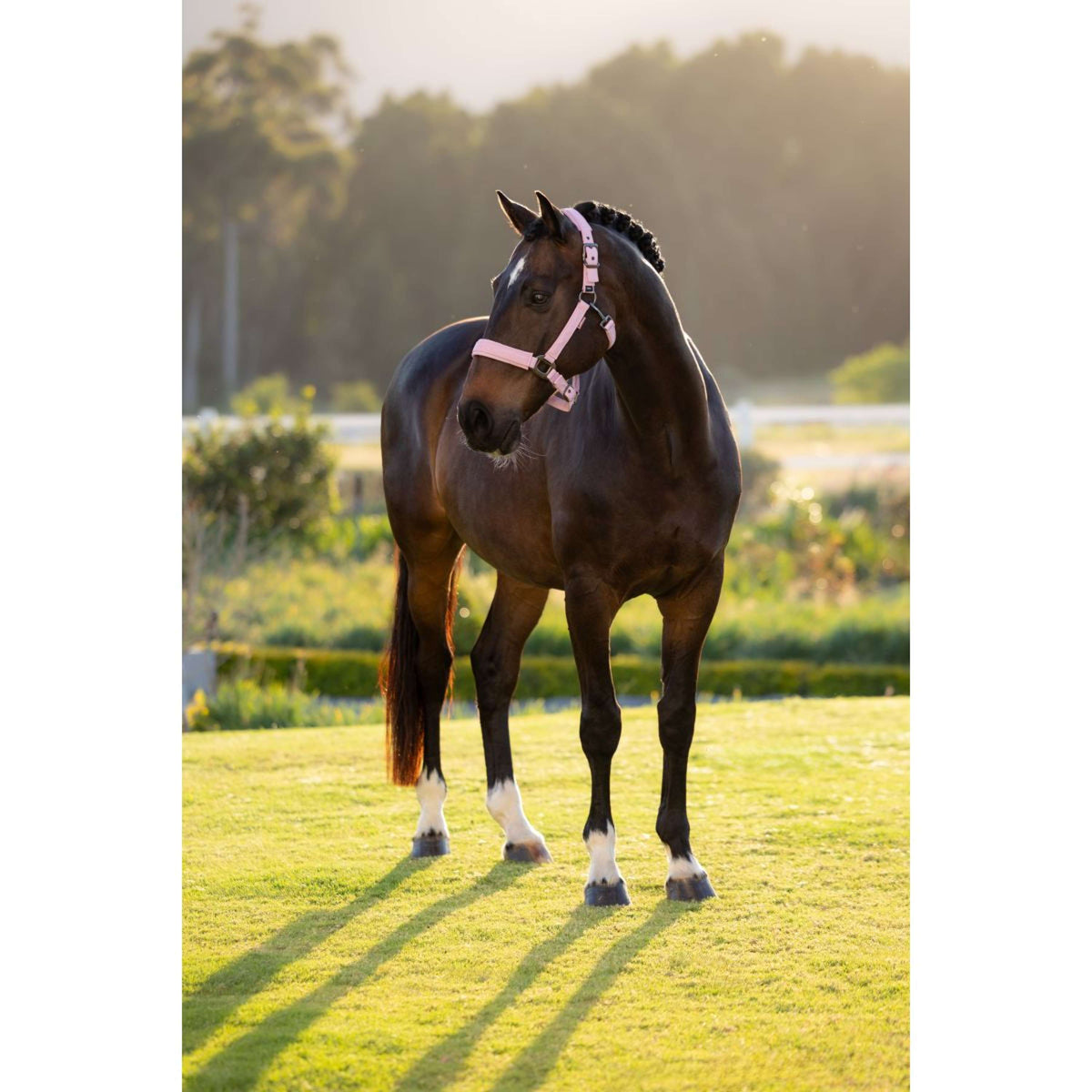 LeMieux Halster Essence Fondant