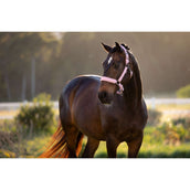 LeMieux Halster Essence Fondant